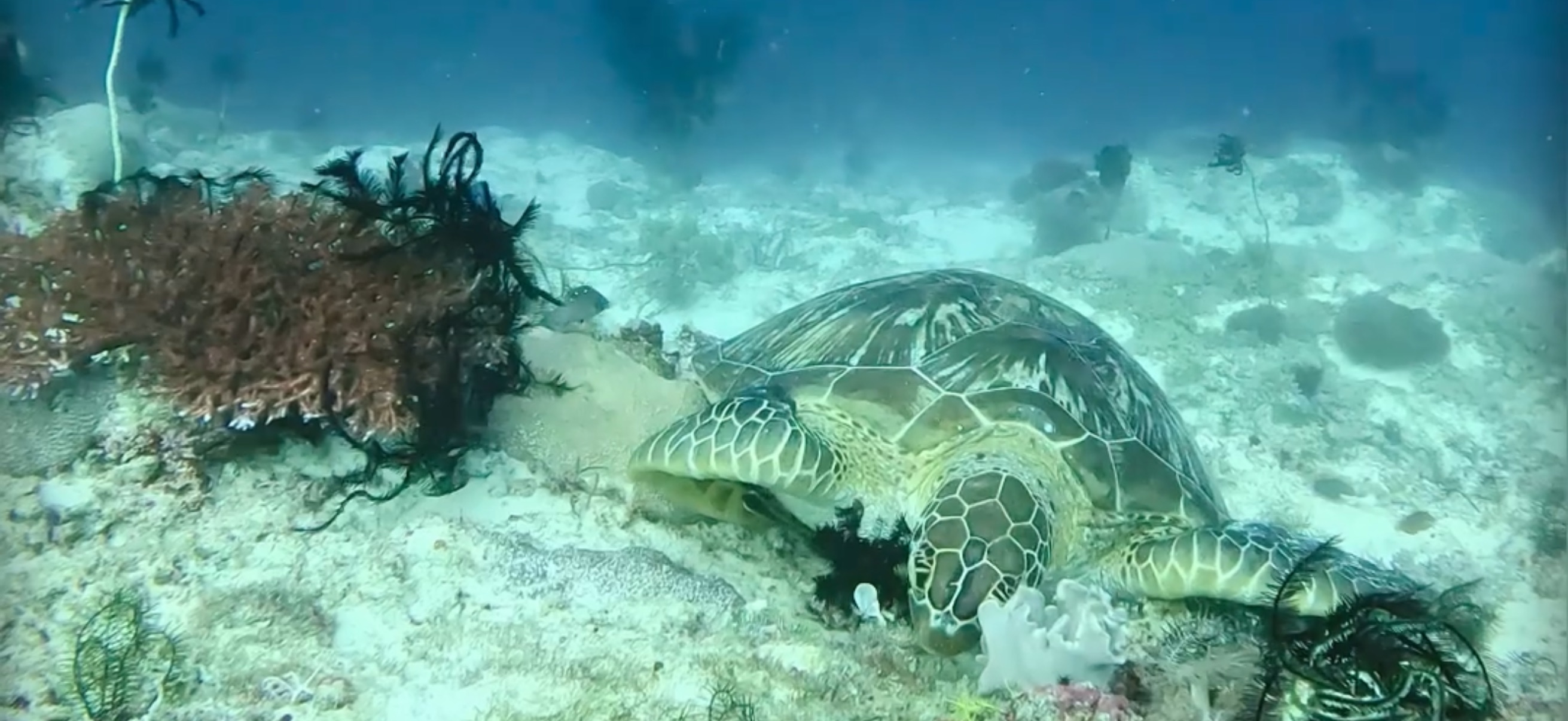 ウミガメ パミラカン島 ( Pamilacan Island ) でダイビング 20250119
