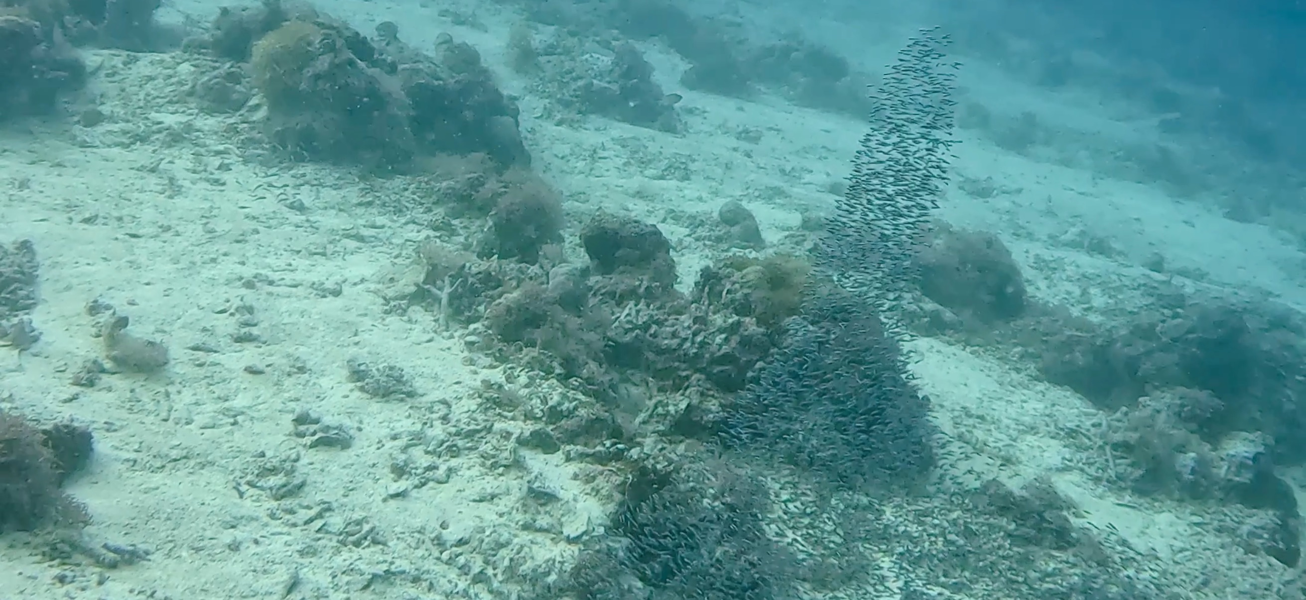 パミラカン島 ( Pamilacan Island ) でダイビング 20250119
