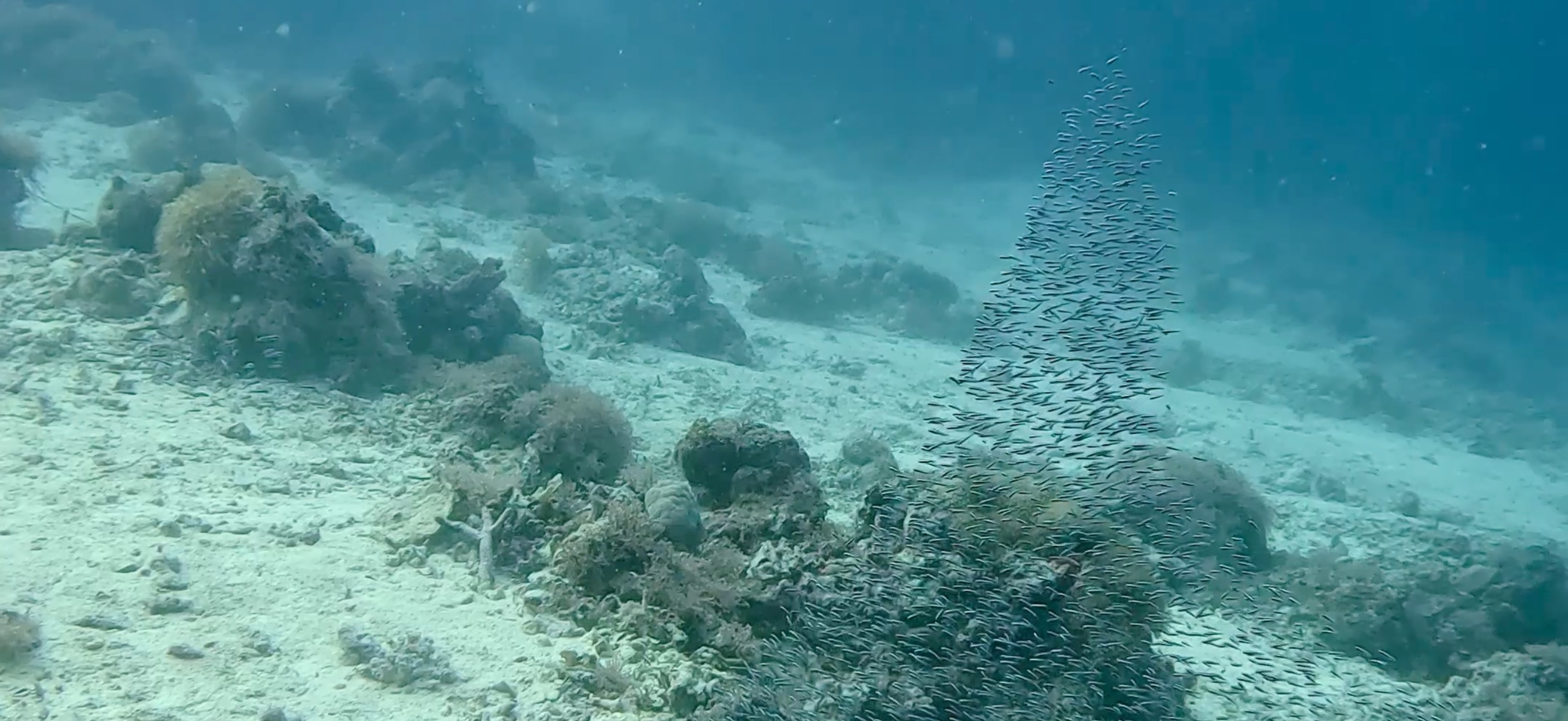 パミラカン島 ( Pamilacan Island ) でダイビング 20250119
