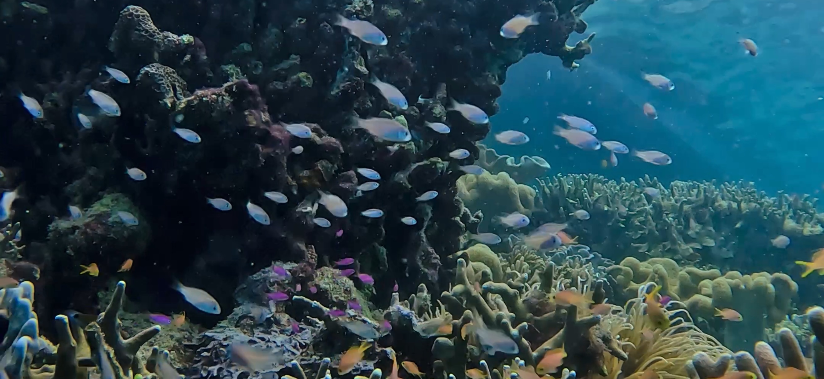 パミラカン島 ( Pamilacan Island ) でダイビング 20250119