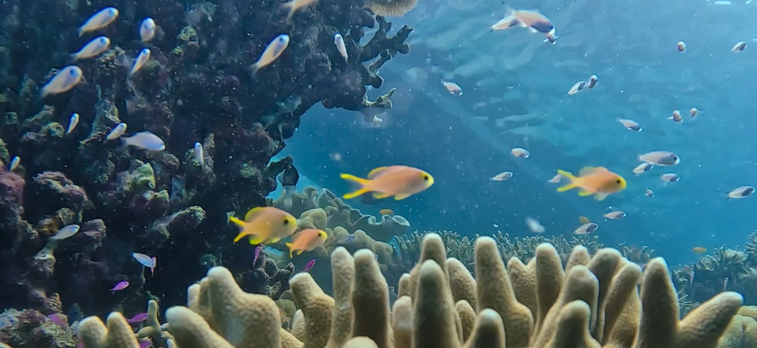 パミラカン島 ( Pamilacan Island ) でダイビング 20250119