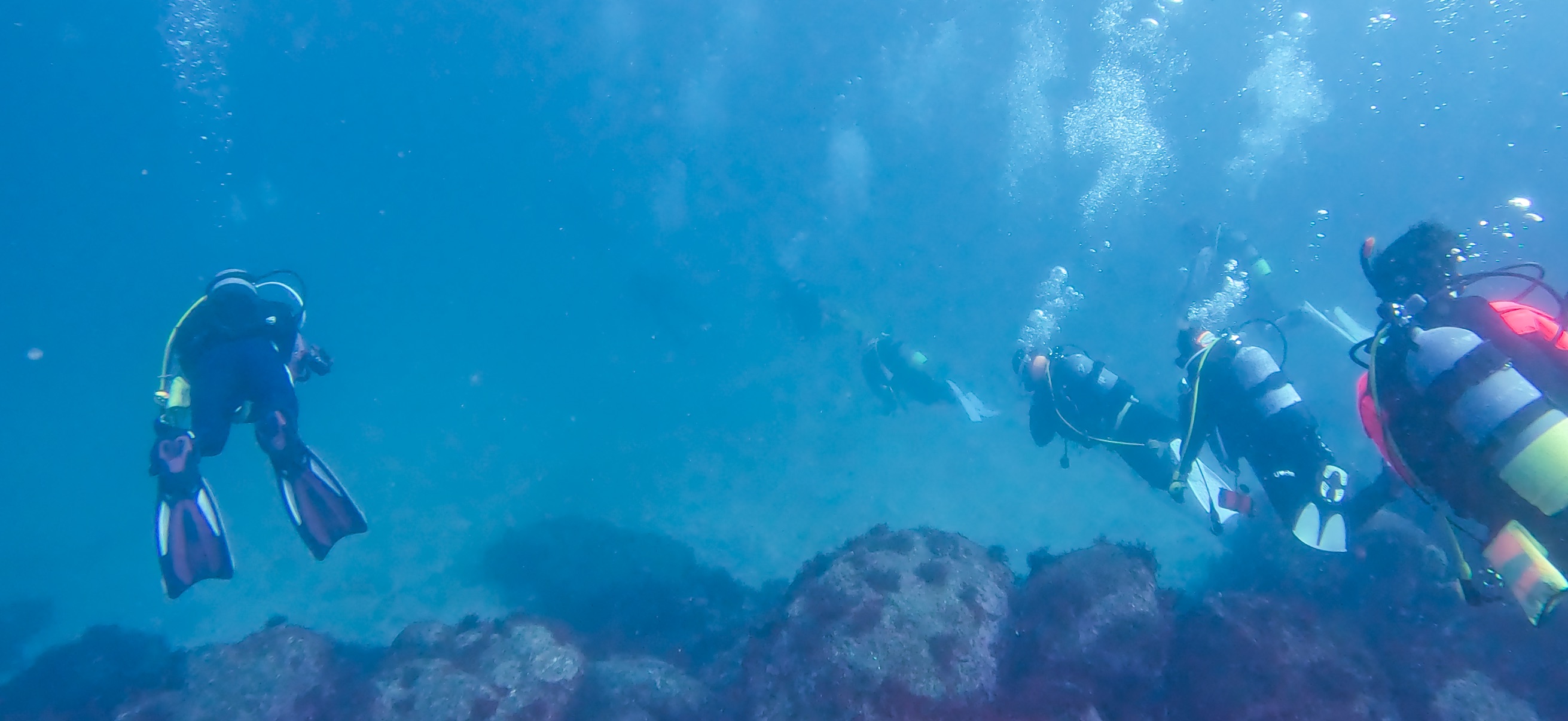 水中ツリー 伊豆海洋公園 ( IOP - Izu Ocean Park ) でダイビング 20251130