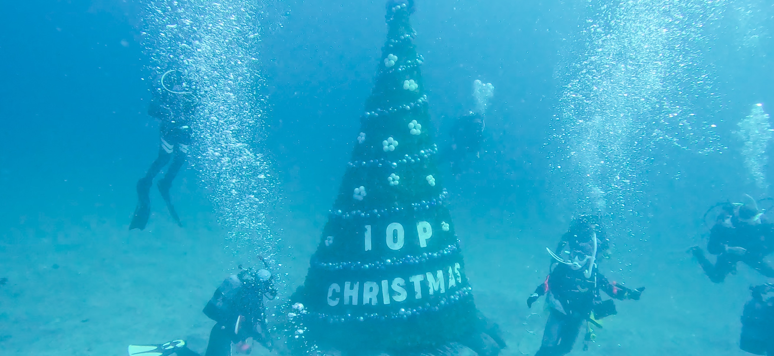 クリスマスの水中ツリー 伊豆海洋公園 ( IOP - Izu Ocean Park ) でダイビング 20251130