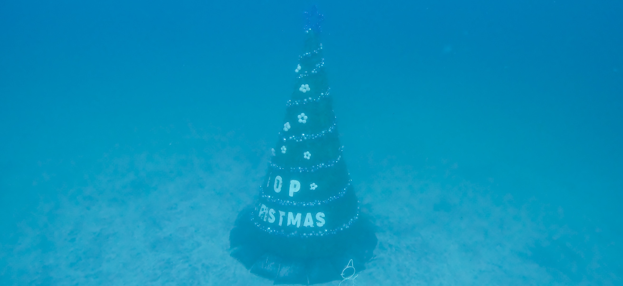 水中ツリー 伊豆海洋公園 ( IOP - Izu Ocean Park ) でダイビング 20251130