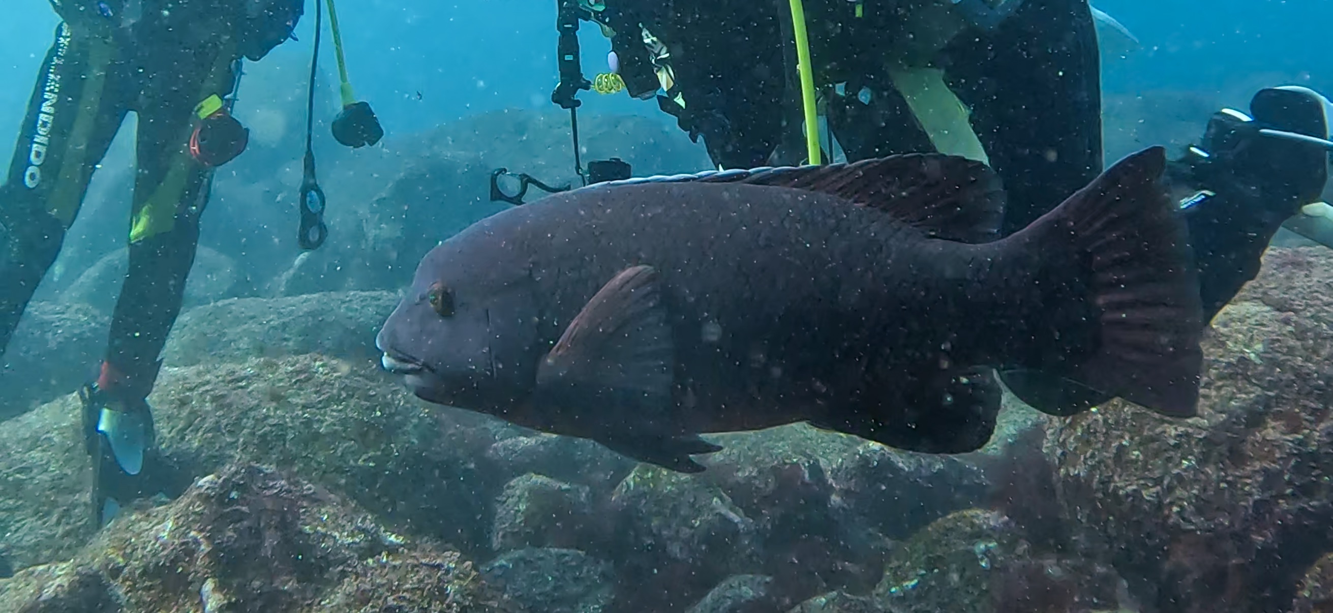 伊豆海洋公園 ( IOP - Izu Ocean Park ) でダイビング 20251130
