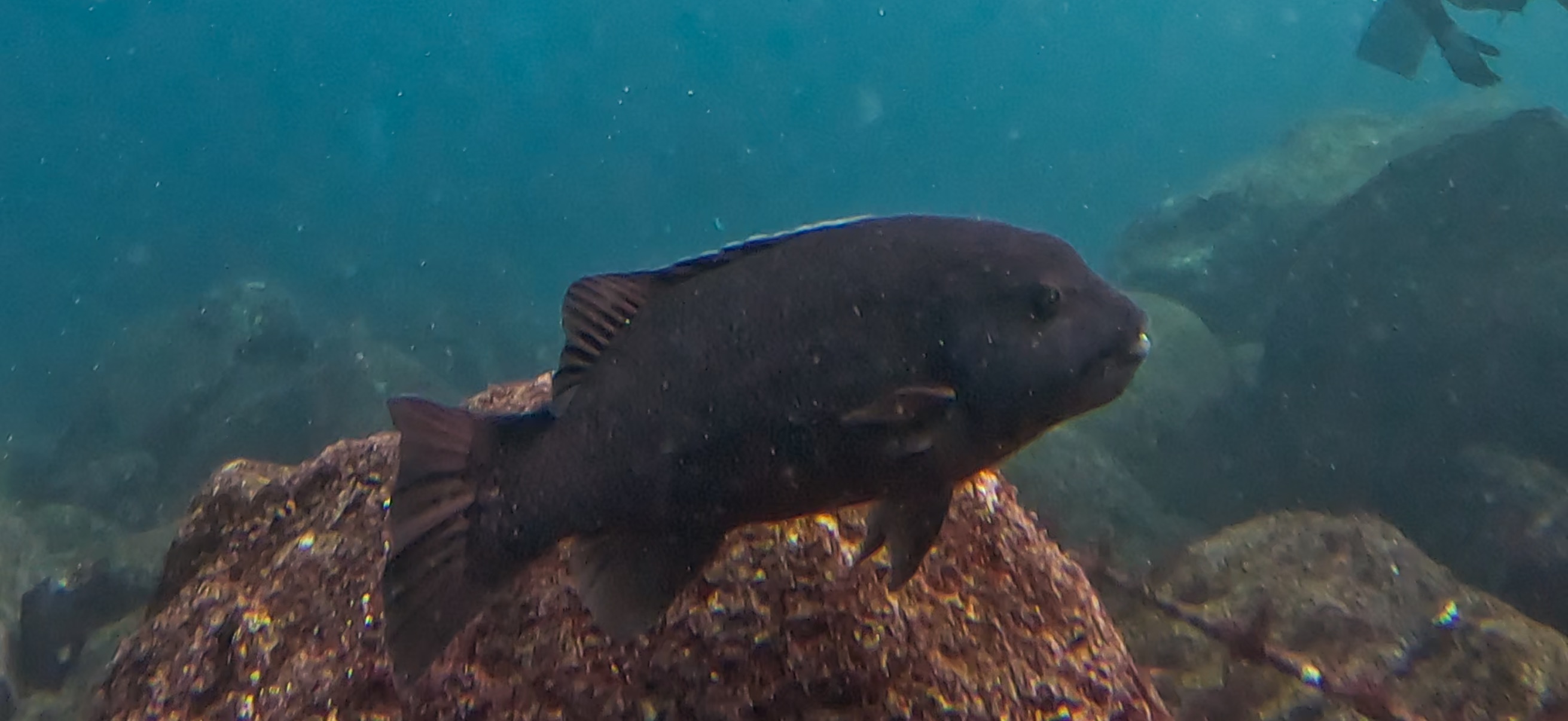 伊豆海洋公園 ( IOP - Izu Ocean Park ) でダイビング 20251130