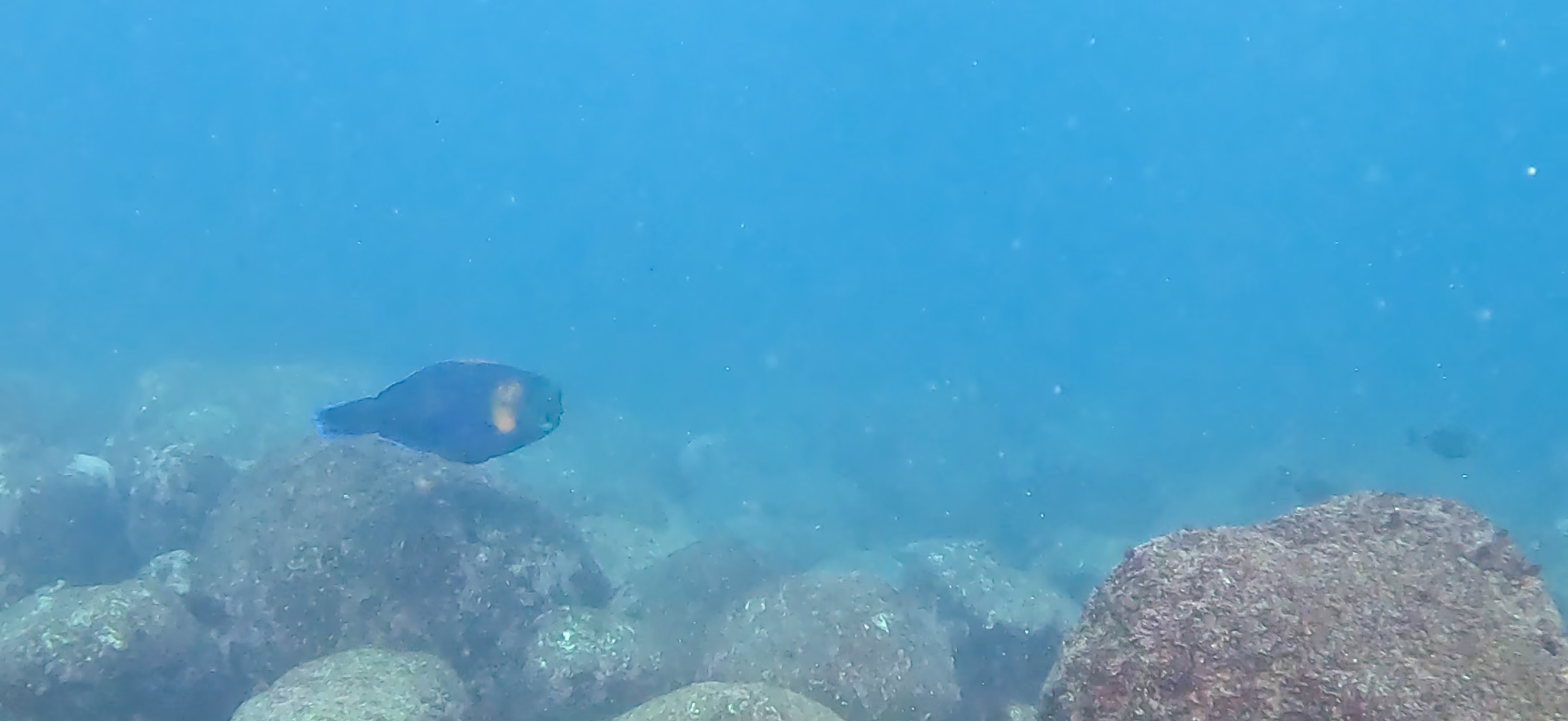 伊豆海洋公園 ( IOP - Izu Ocean Park ) でダイビング 20251130