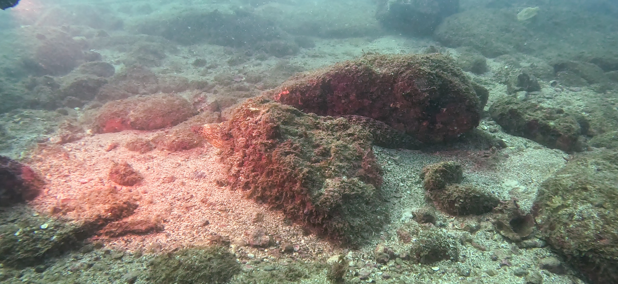 ウツボ Banda ( 坂田 ) でダイビング 20251213