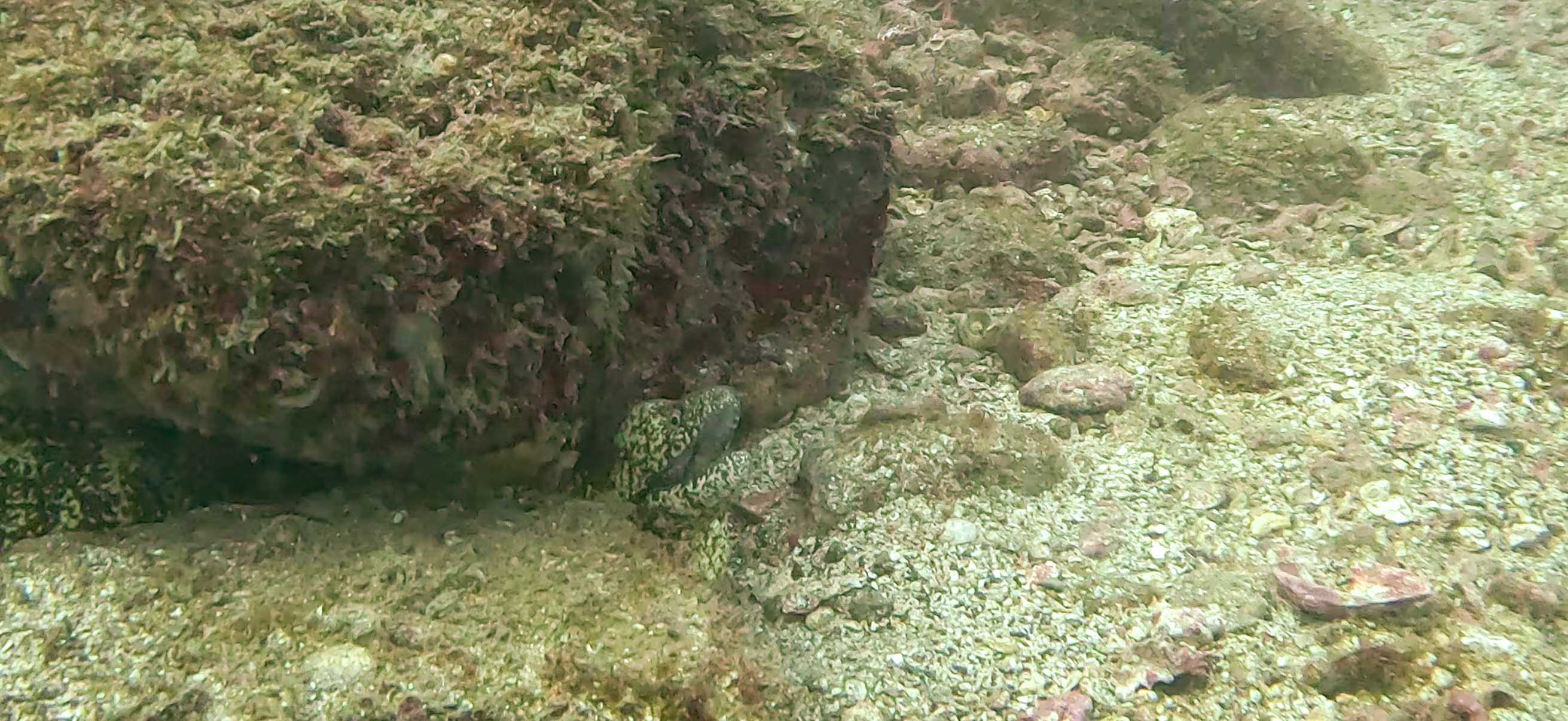 ウツボ Banda ( 坂田 ) でダイビング 20251213