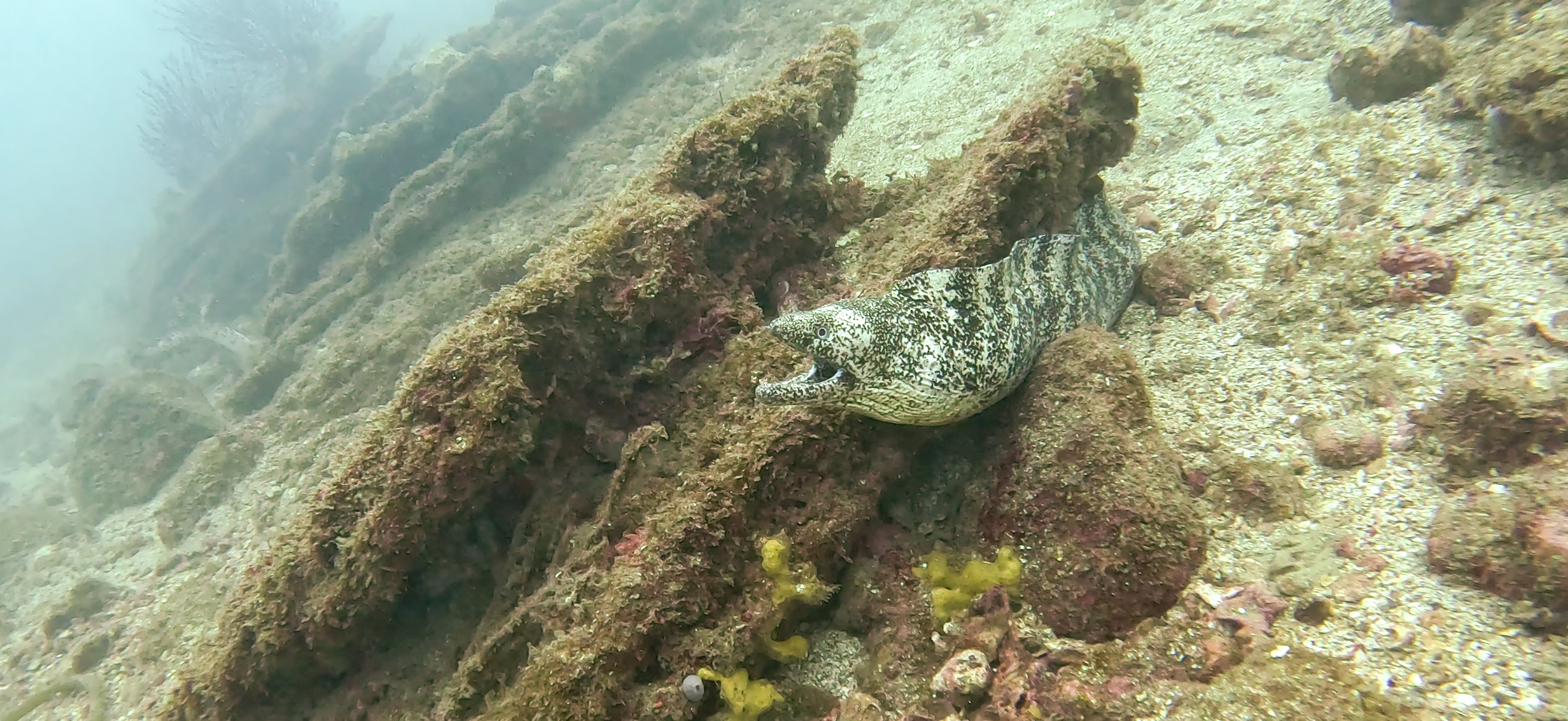 ウツボ Banda ( 坂田 ) でダイビング 20251213