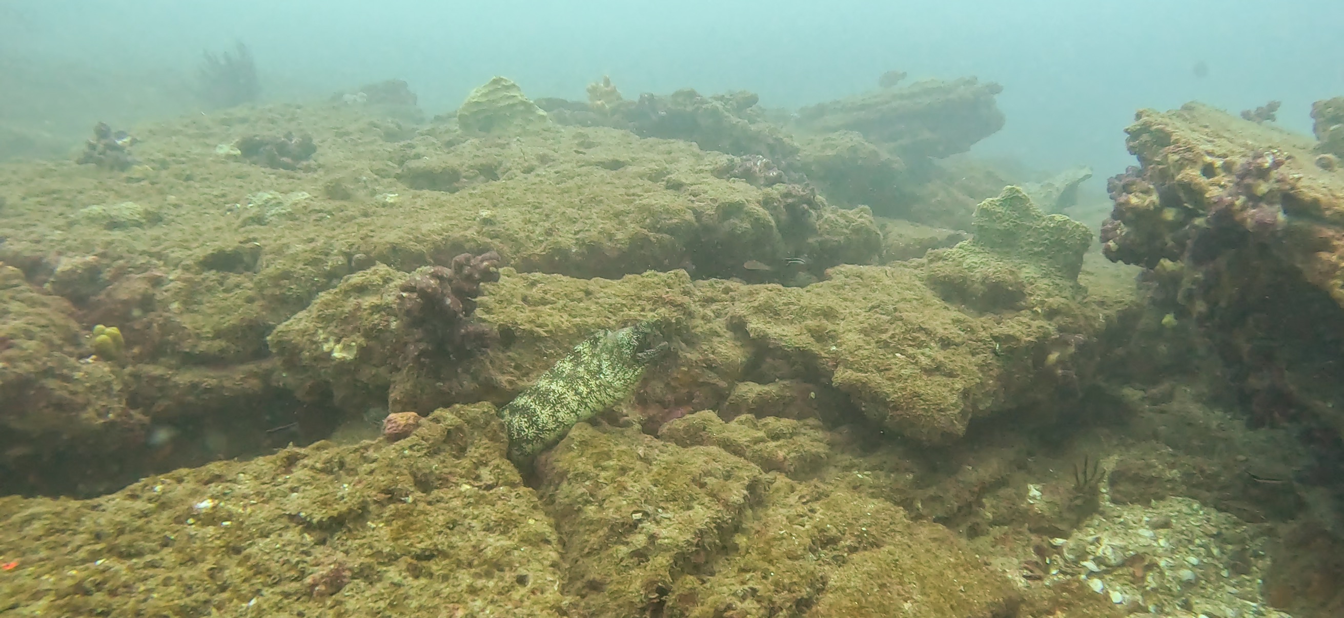 ウツボ Banda ( 坂田 ) でダイビング 20251213