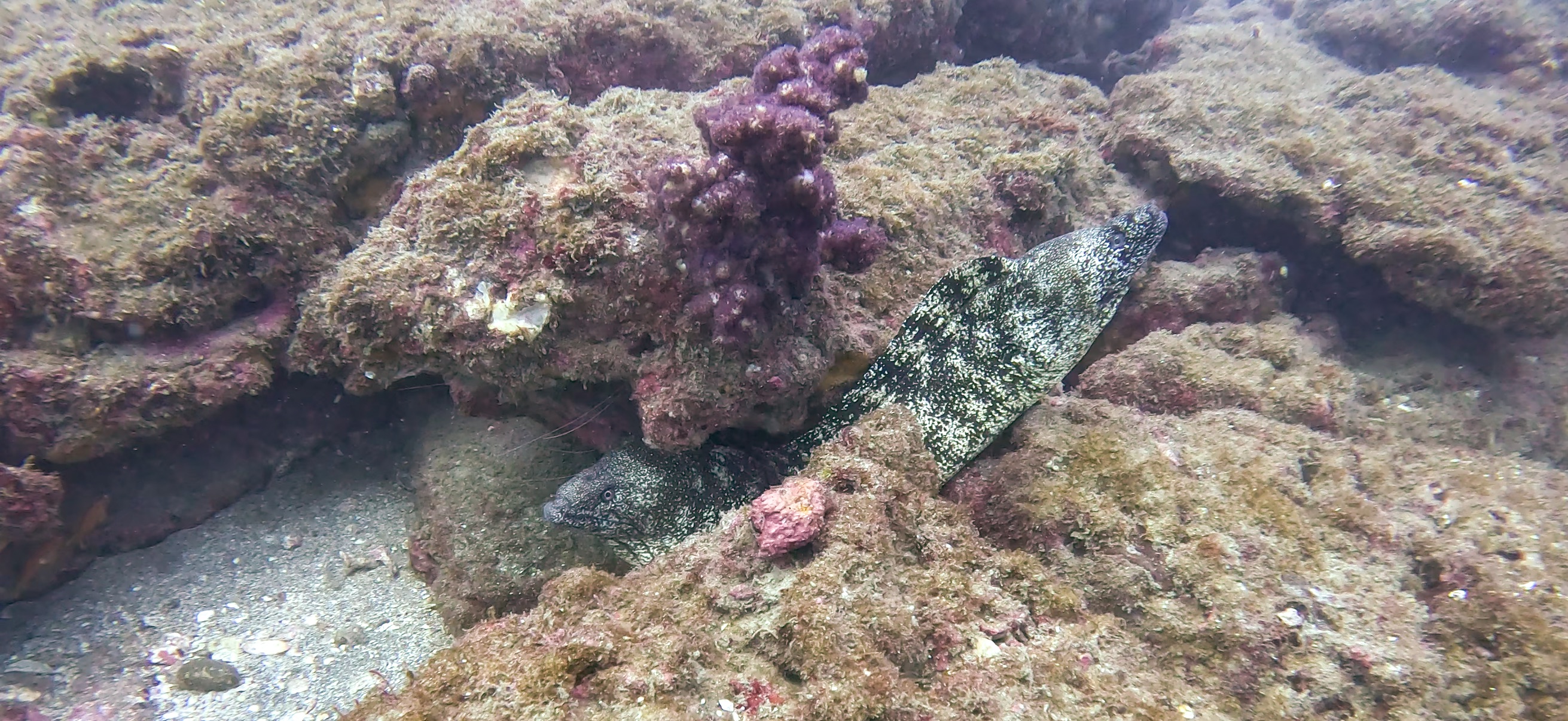 ウツボ Banda ( 坂田 ) でダイビング 20251213