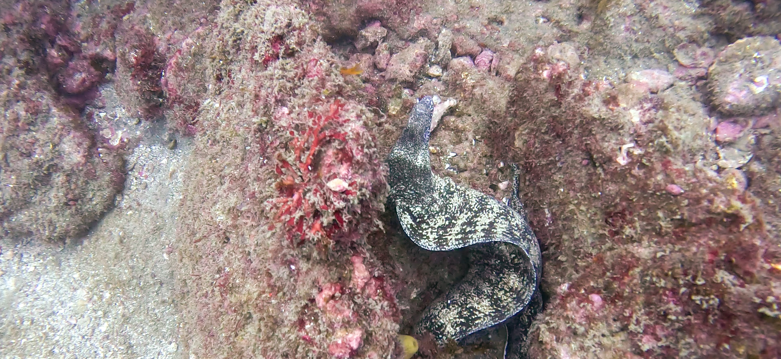ウツボ Banda ( 坂田 ) でダイビング 20251213