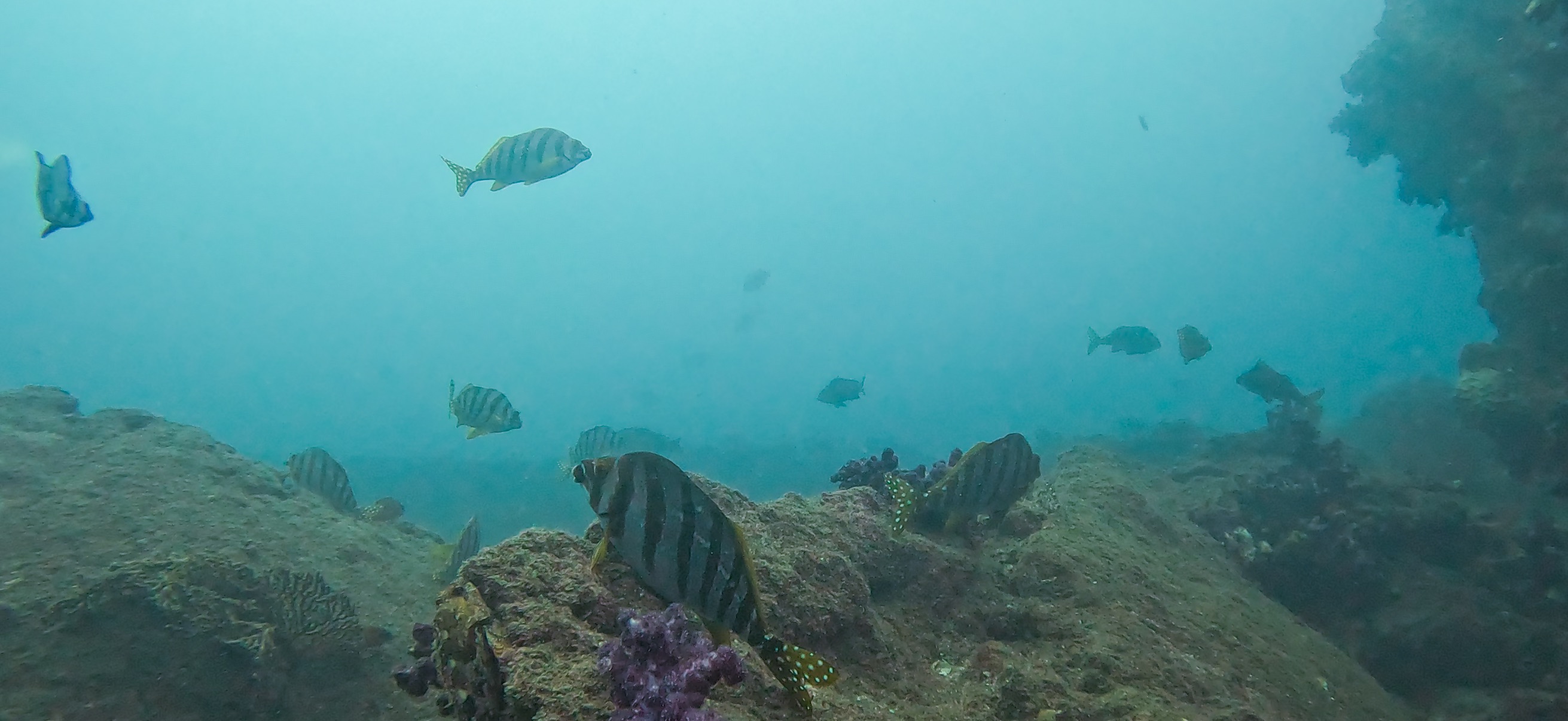 Banda ( 坂田 ) でダイビング 20251213