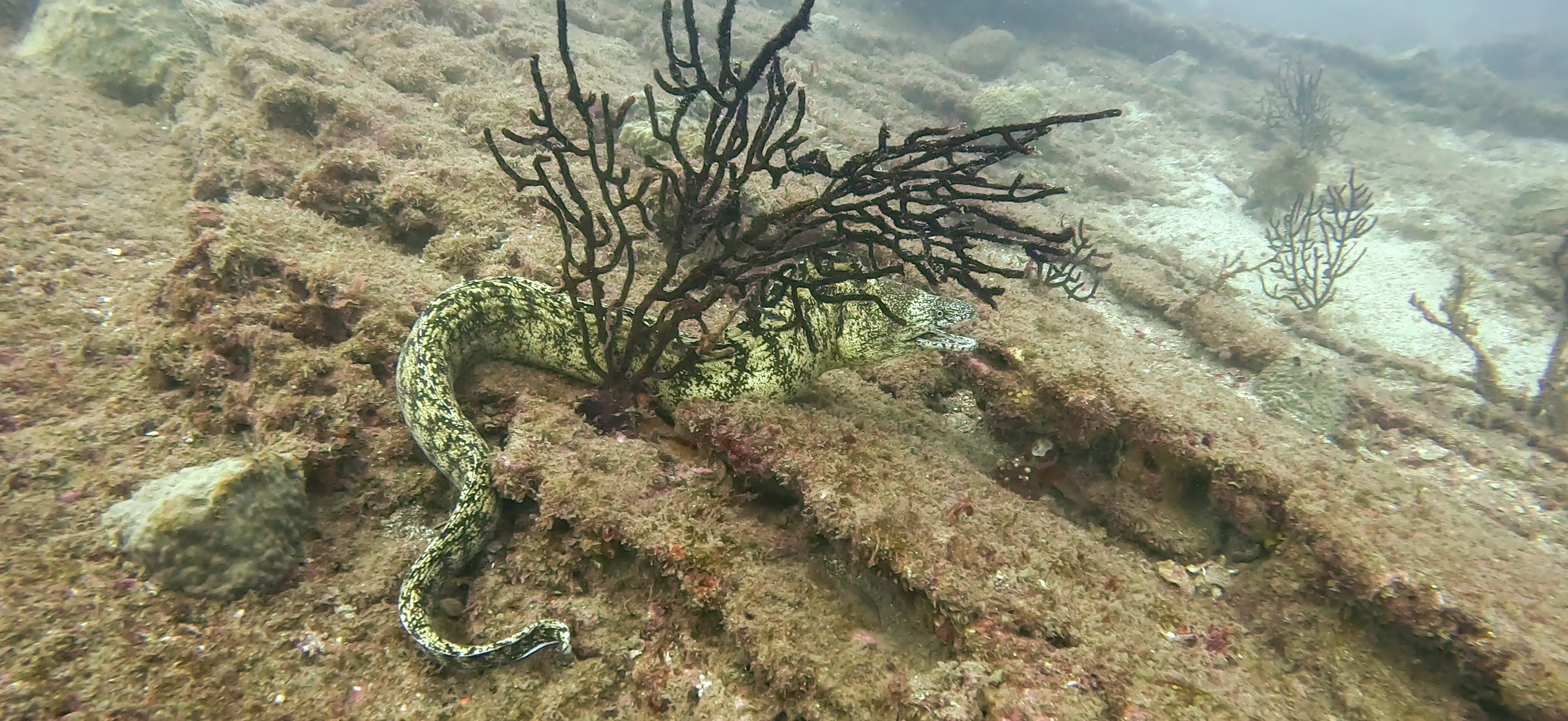 ウツボ Banda ( 坂田 ) でダイビング 20251213