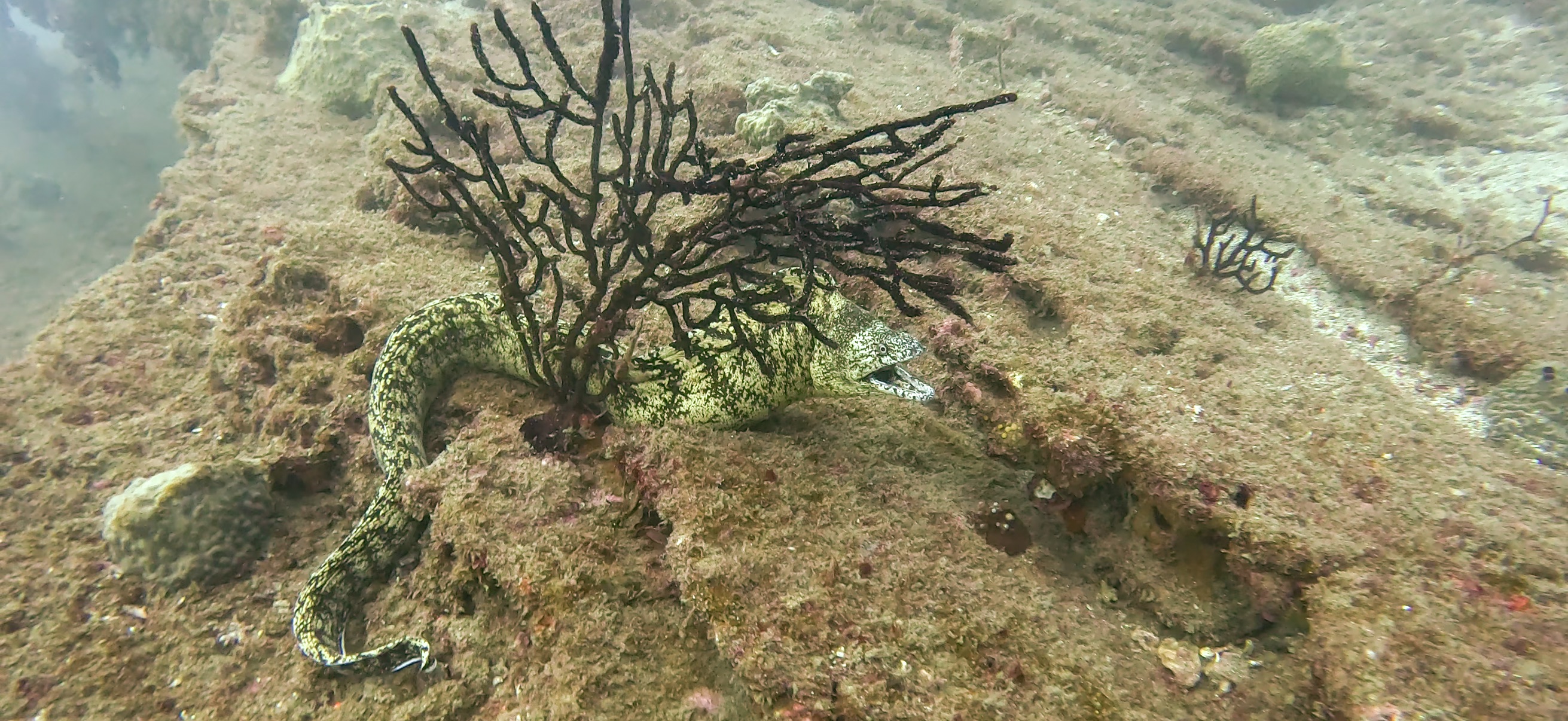 ウツボ Banda ( 坂田 ) でダイビング 20251213