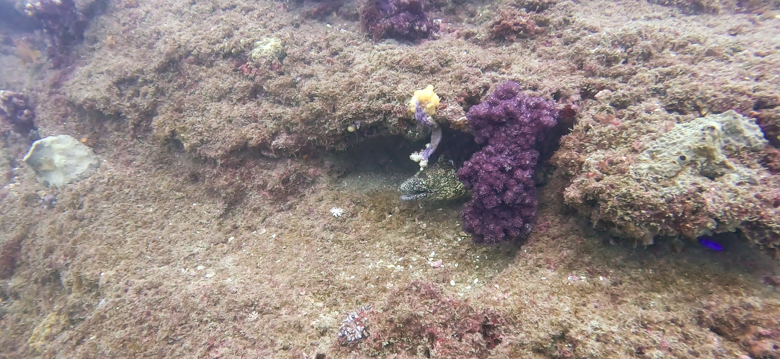 ウツボ Banda ( 坂田 ) でダイビング 20251213