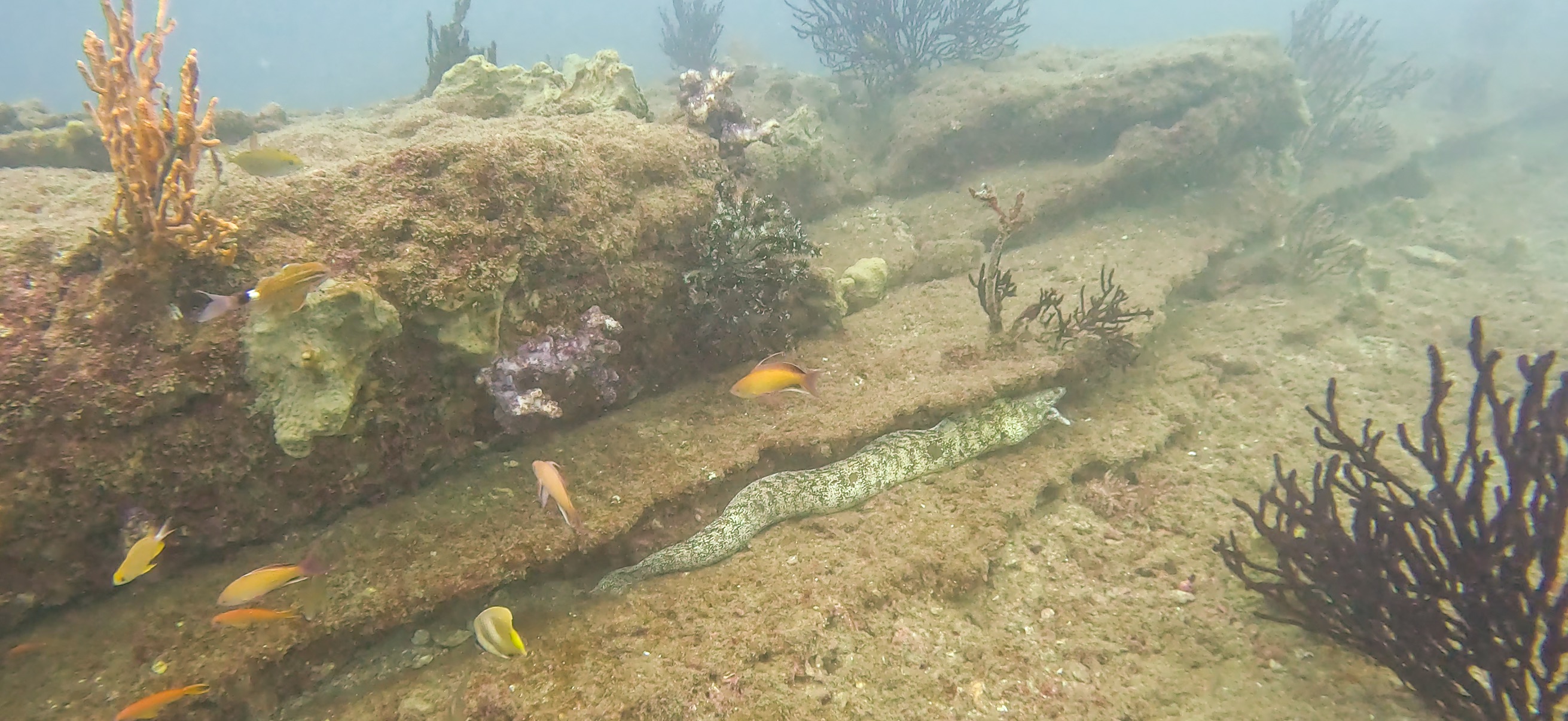 ウツボ Banda ( 坂田 ) でダイビング 20251213