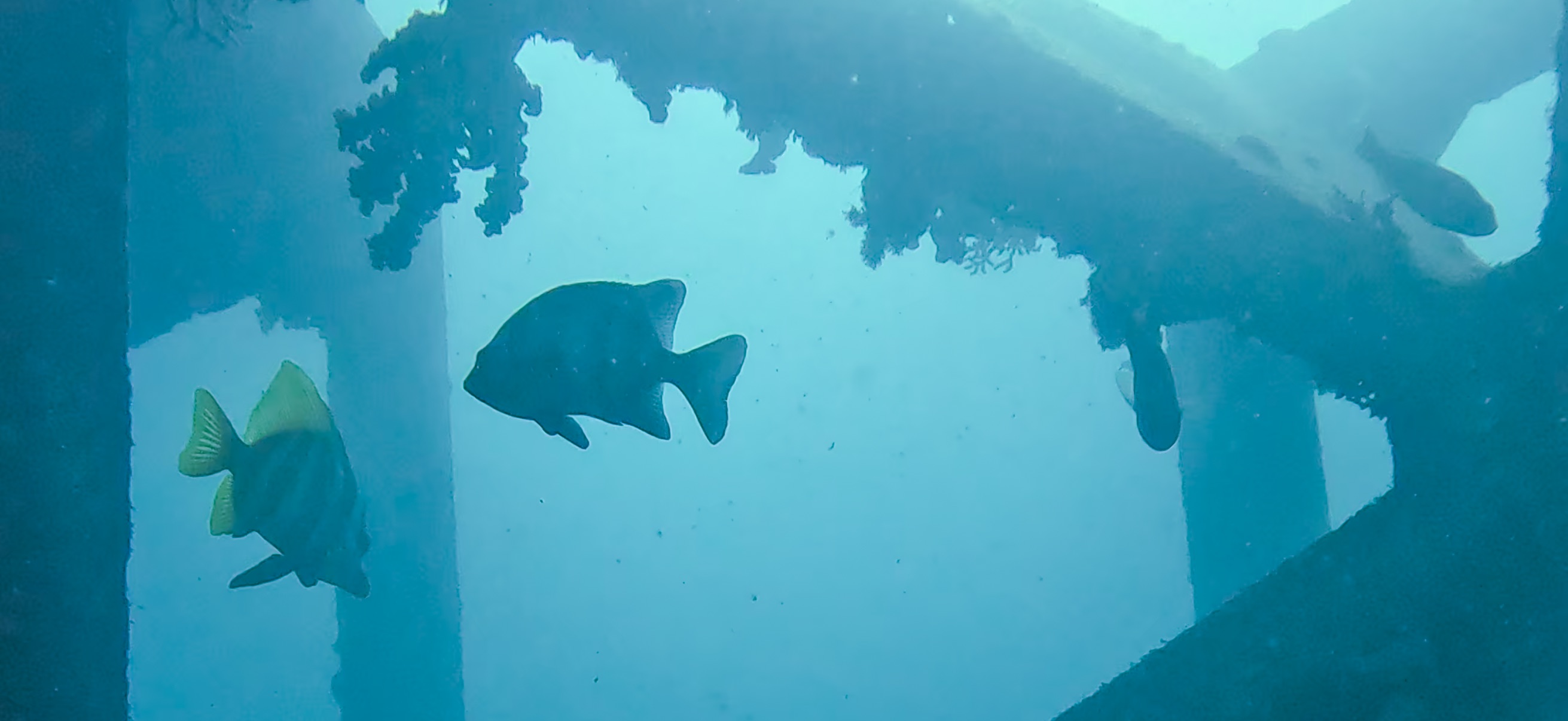 テングダイ Banda ( 坂田 ) でダイビング 20251213