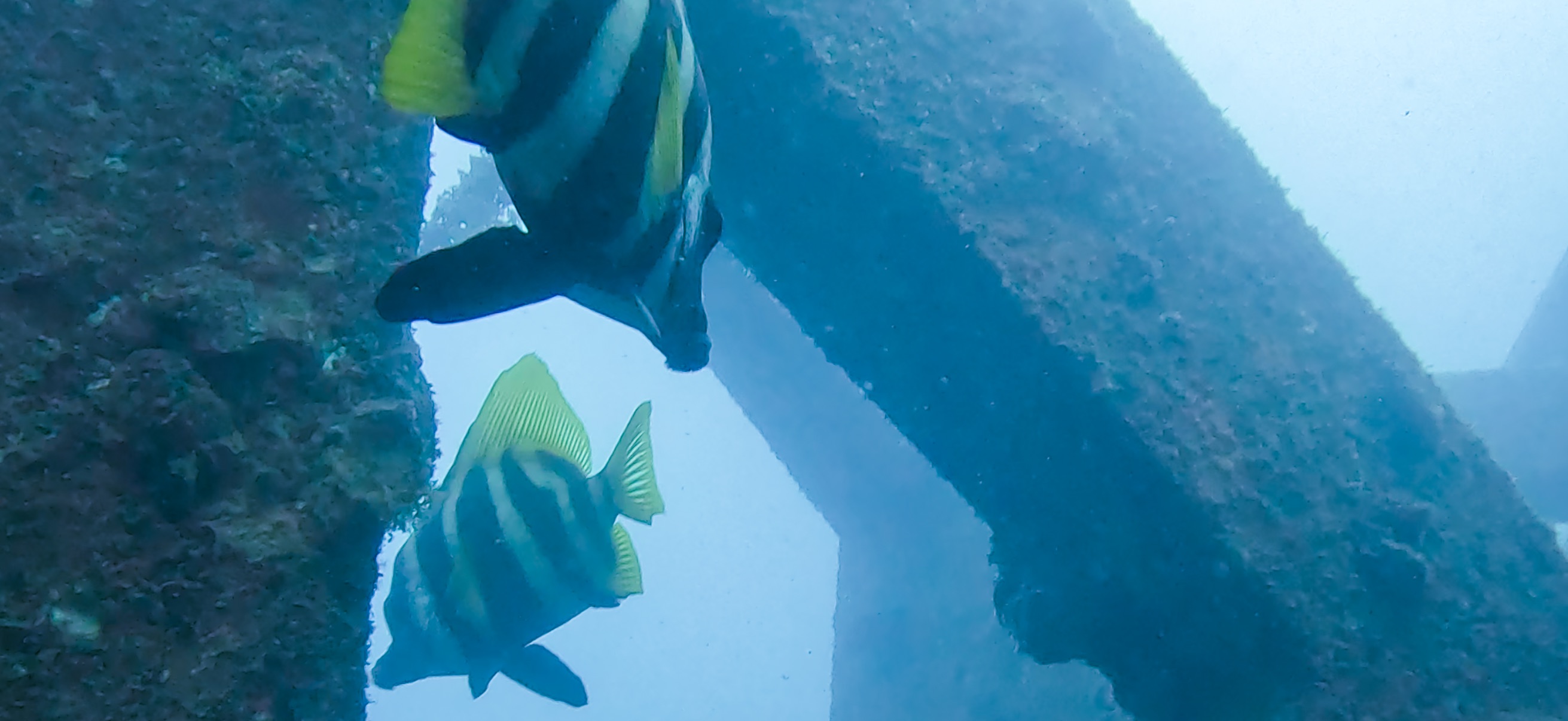 テングダイ Banda ( 坂田 ) でダイビング 20251213