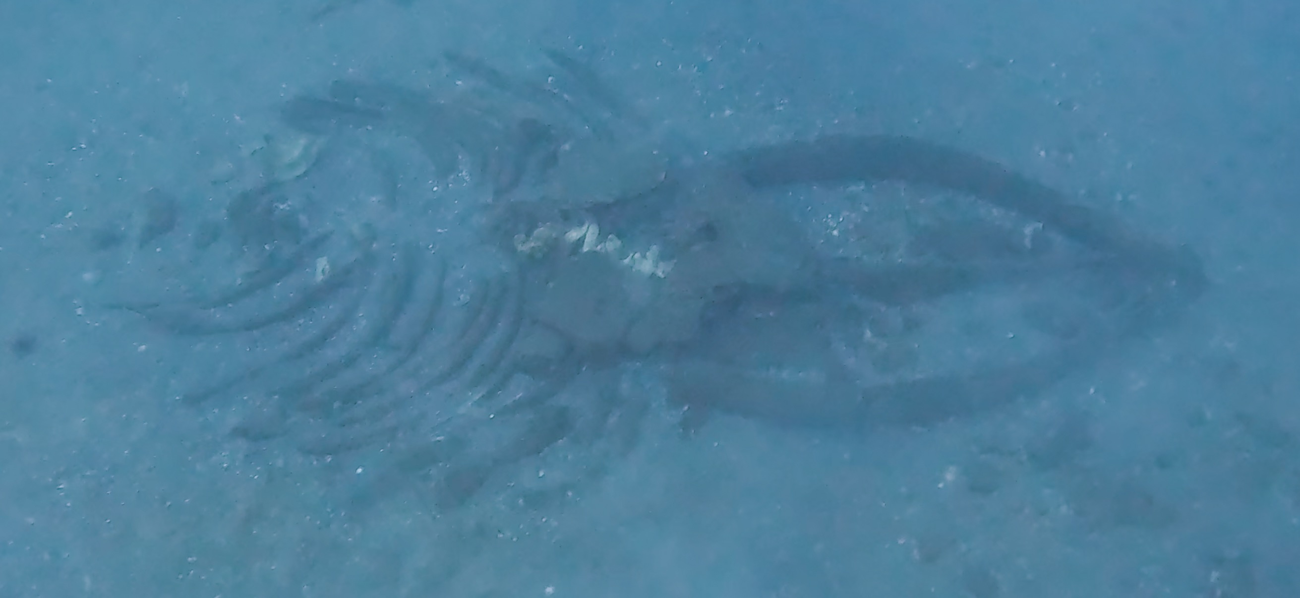 くじらの骨 Banda ( 坂田 ) でダイビング 20251213