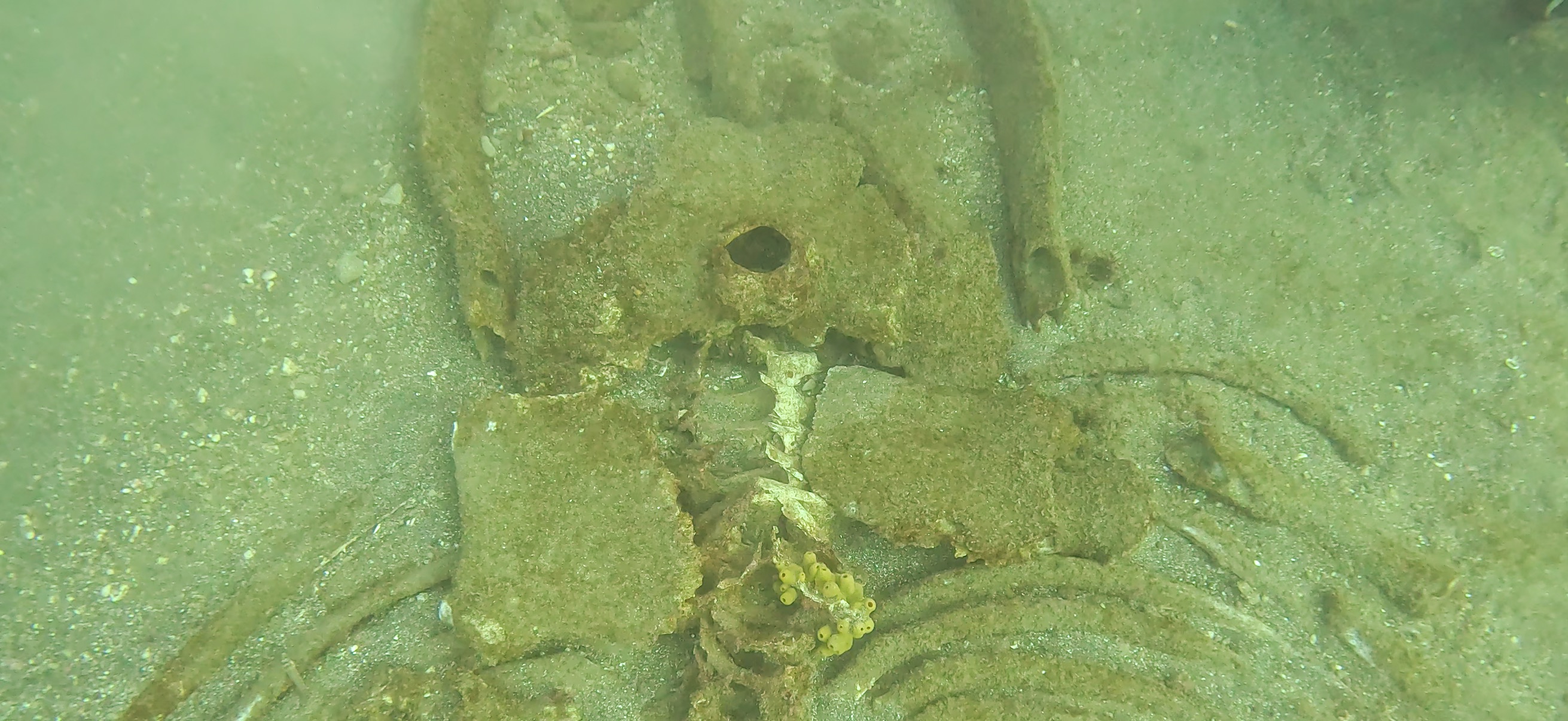 くじらの骨 Banda ( 坂田 ) でダイビング 20251213