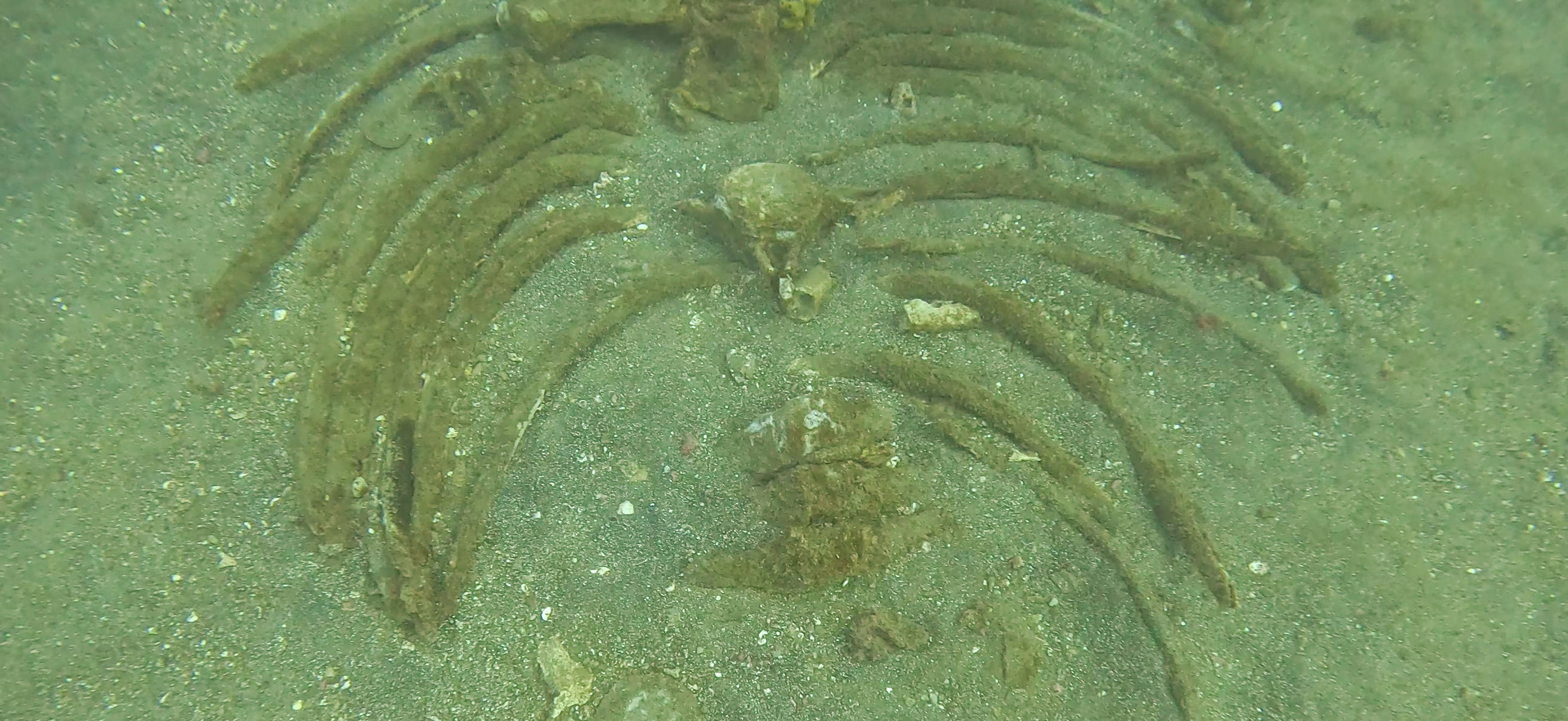 くじらの骨 Banda ( 坂田 ) でダイビング 20251213