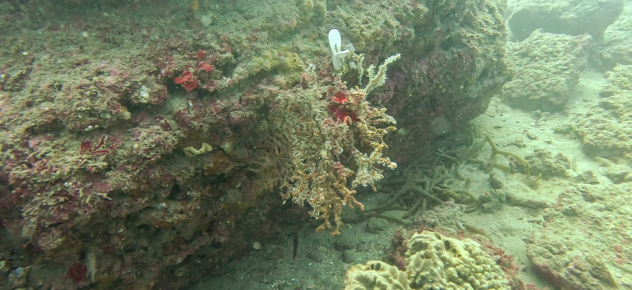 ニシキフウライウオ Banda ( 坂田 ) でダイビング 20251213