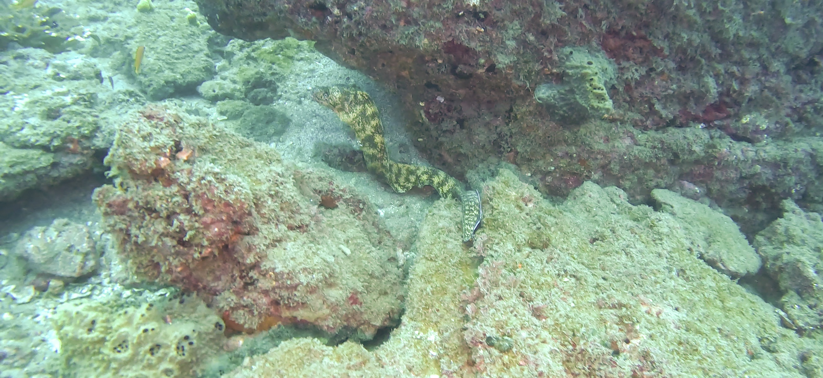 ウツボ Banda ( 坂田 ) でダイビング 20251213