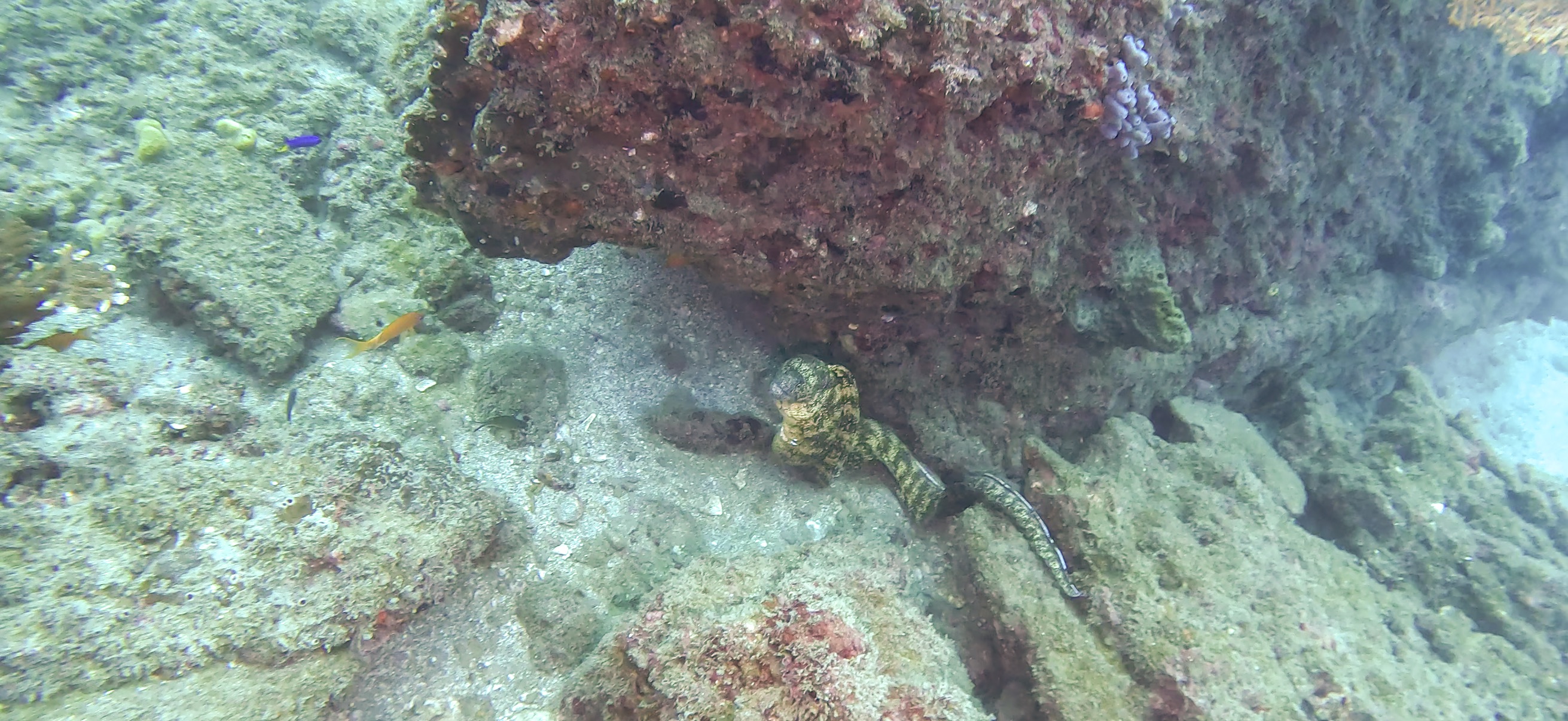 ウツボ Banda ( 坂田 ) でダイビング 20251213