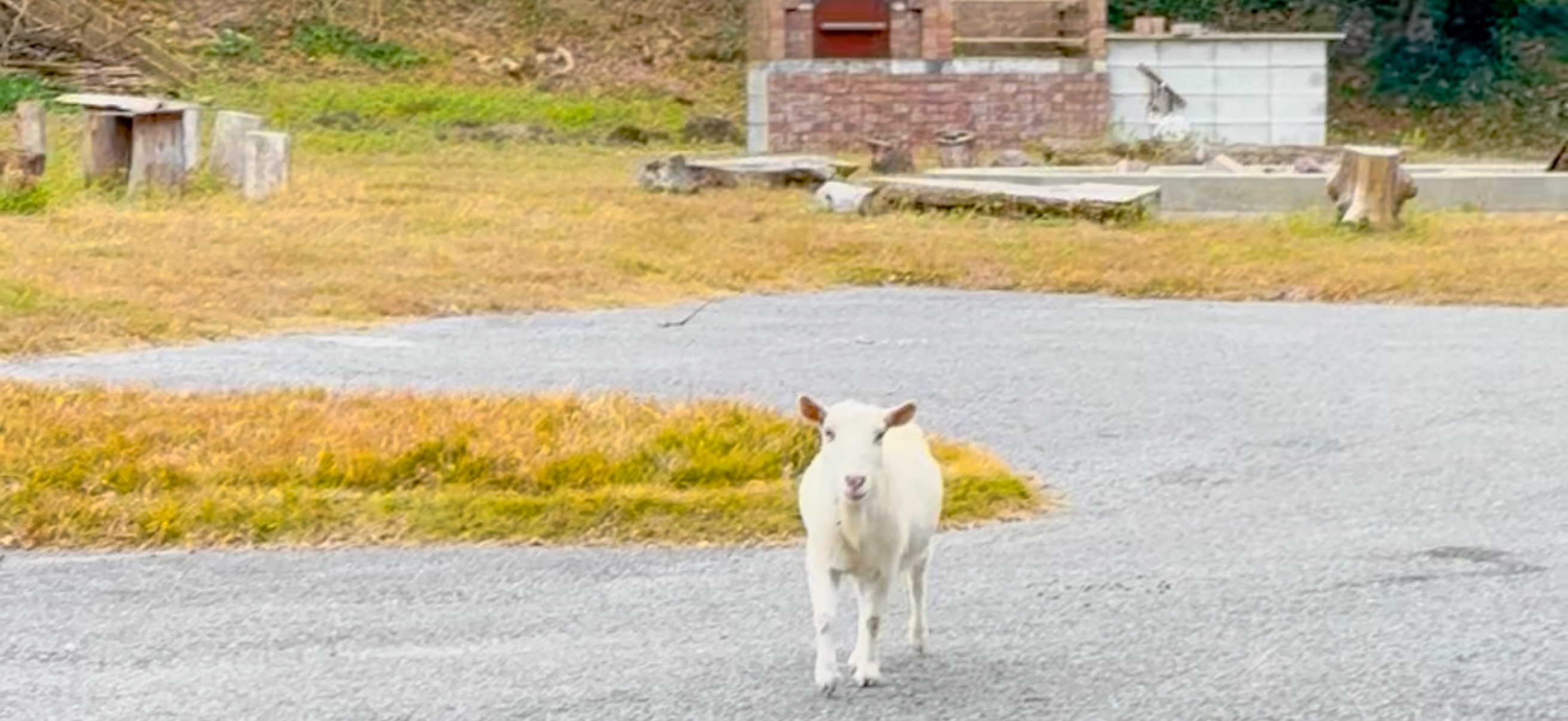 Banda ( 坂田 ) でダイビング 20251213