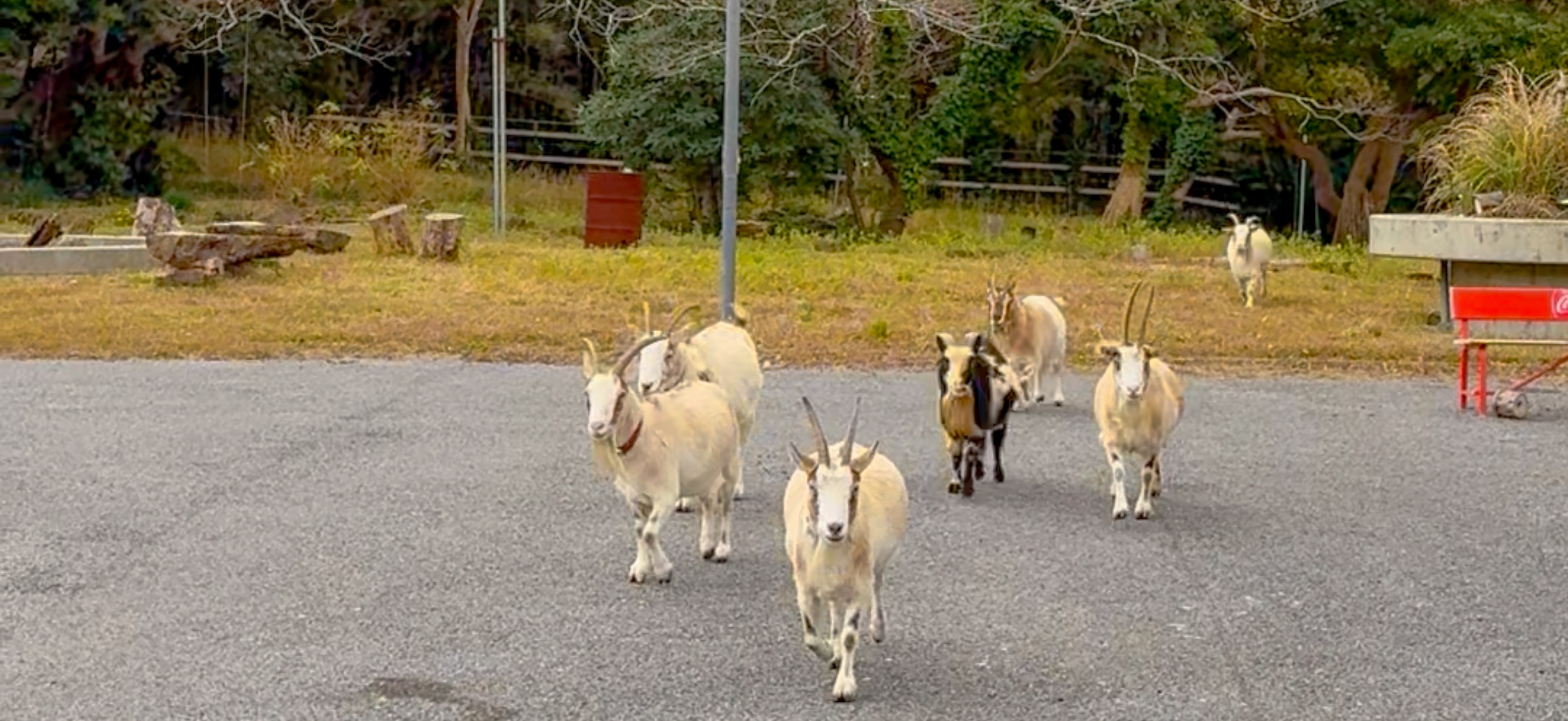 Banda ( 坂田 ) でダイビング 20251213
