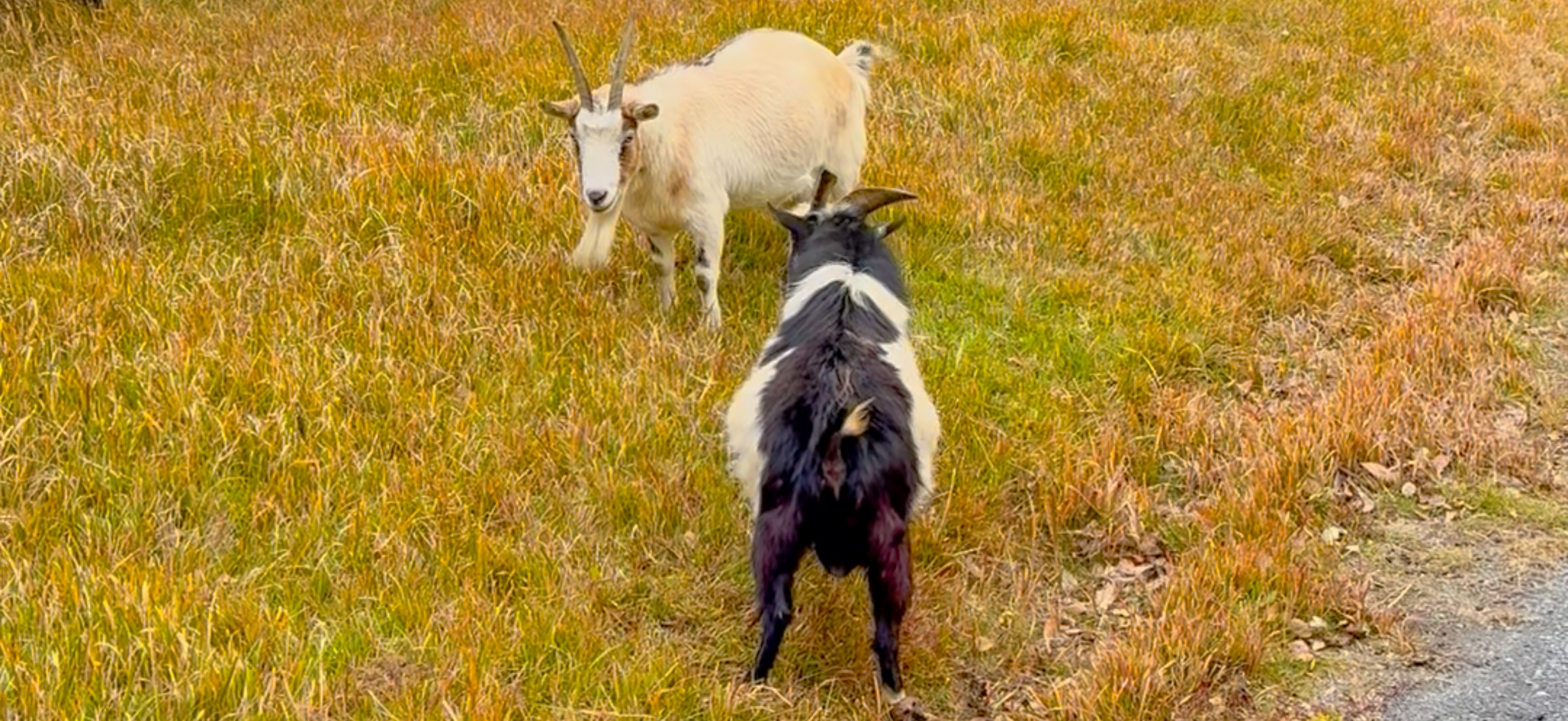 Banda ( 坂田 ) でダイビング 20251213