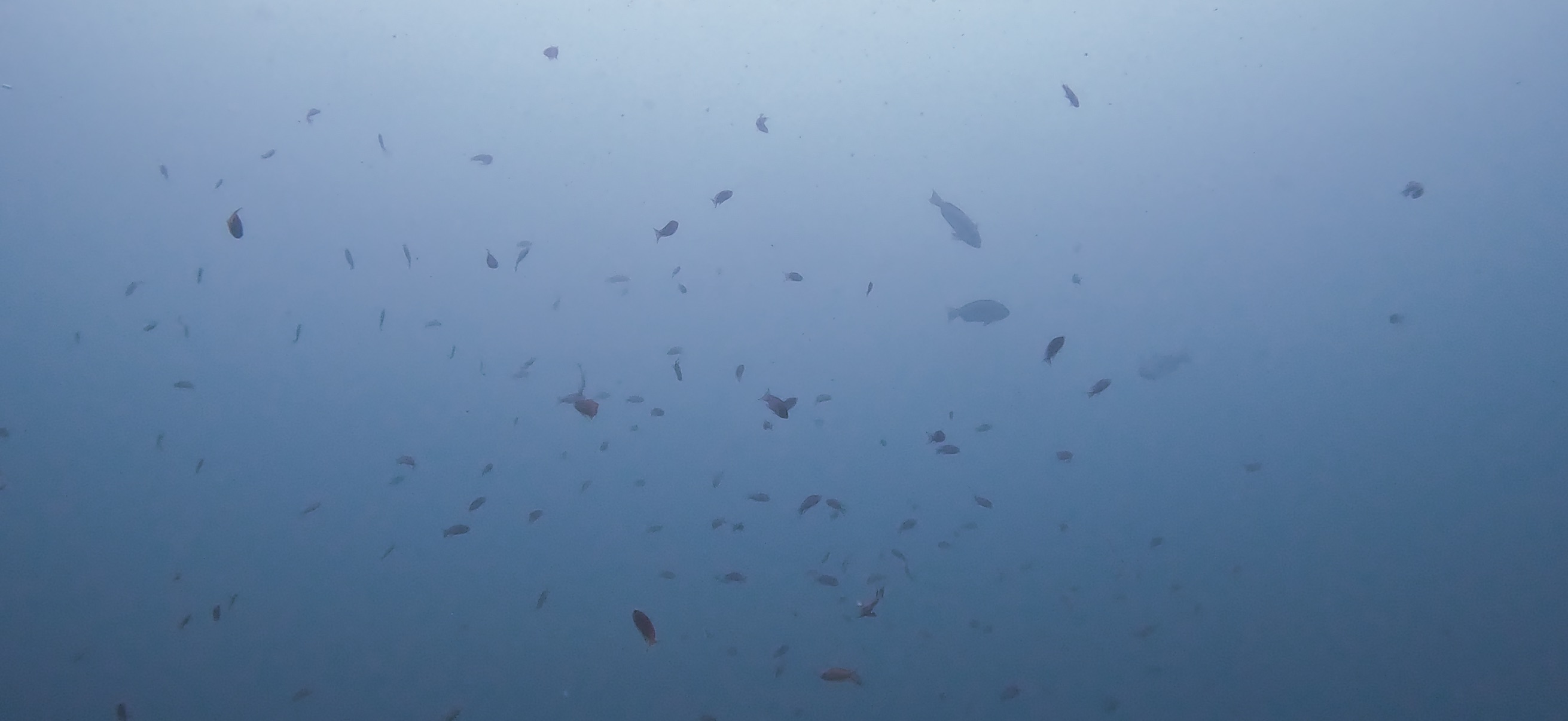 大瀬崎 ( Osezaki ) でダイビング 20251013