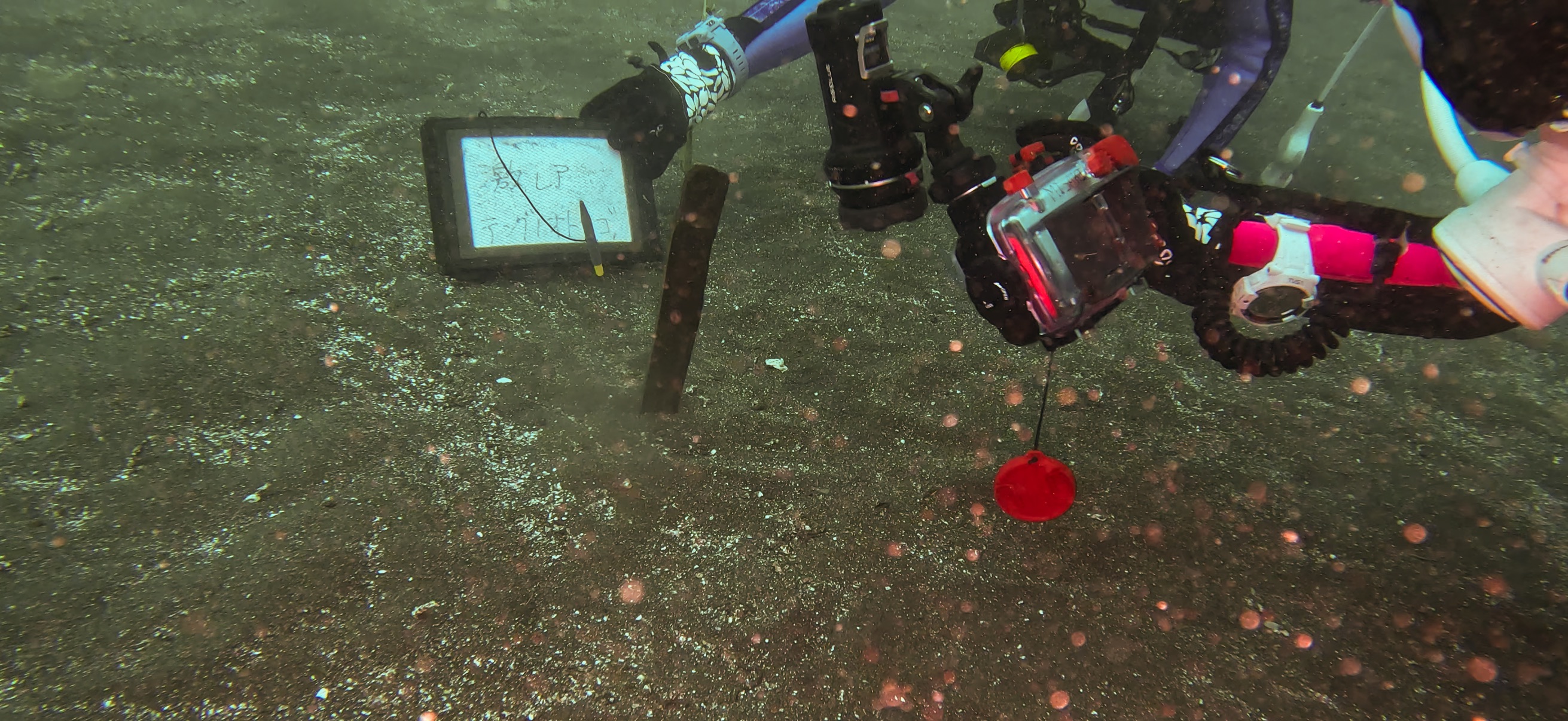 テングノオトシゴ 大瀬崎 ( Osezaki ) でダイビング 20251013