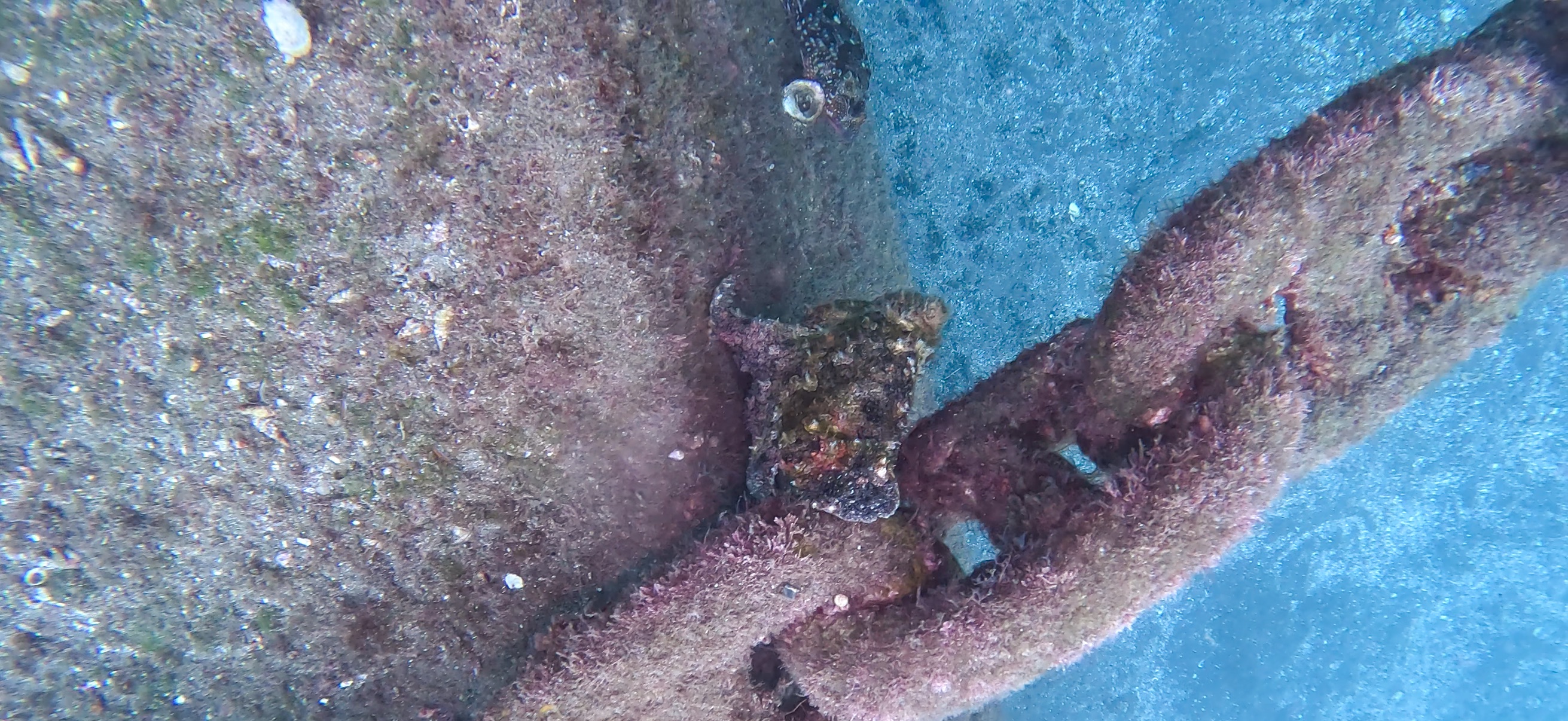 オオモンカエルアンコウ 大瀬崎 ( Osezaki ) でダイビング 20251013