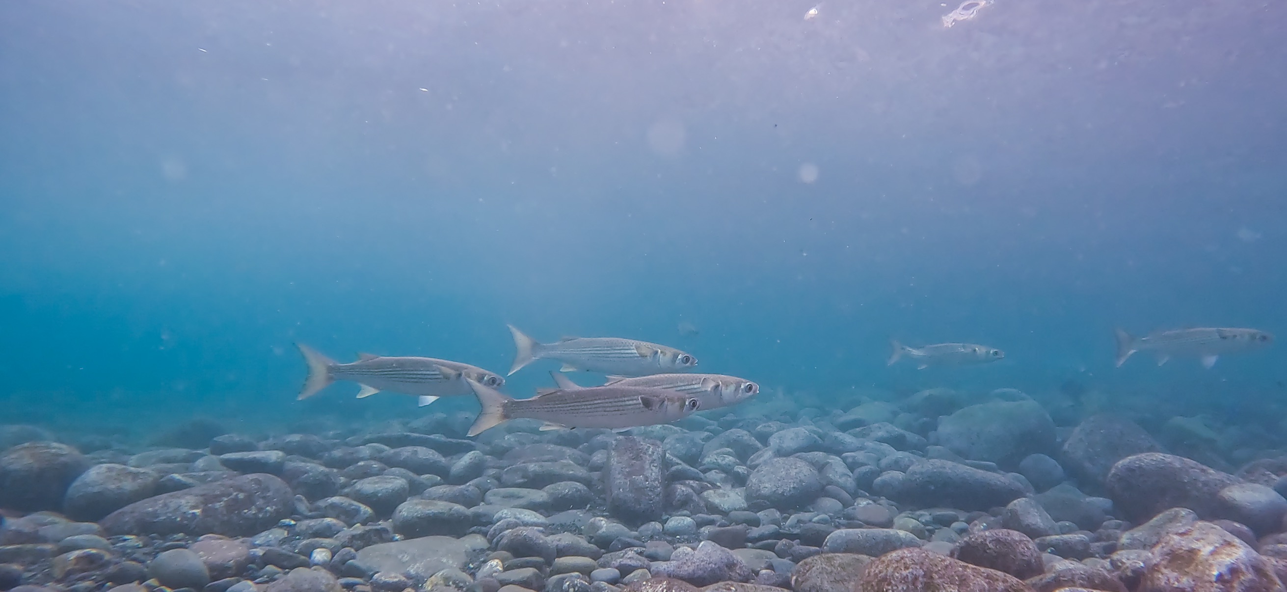 ボラ 大瀬崎 ( Osezaki ) でダイビング 20251013