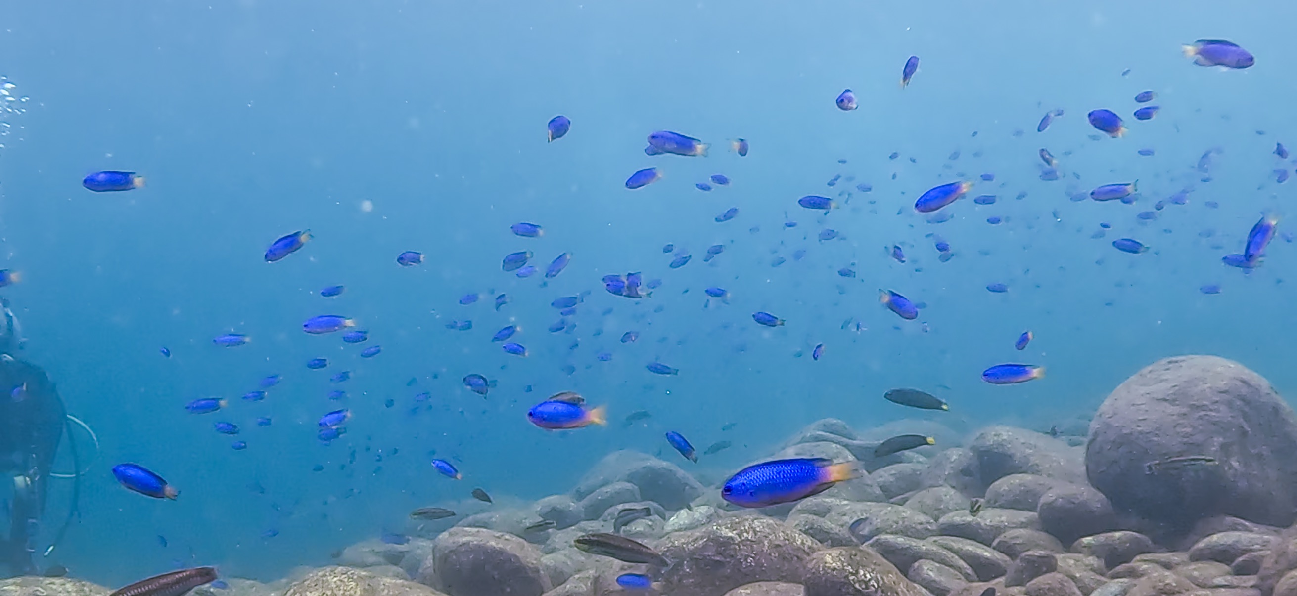 ソラスズメダイ 大瀬崎 ( Osezaki ) でダイビング 20251013