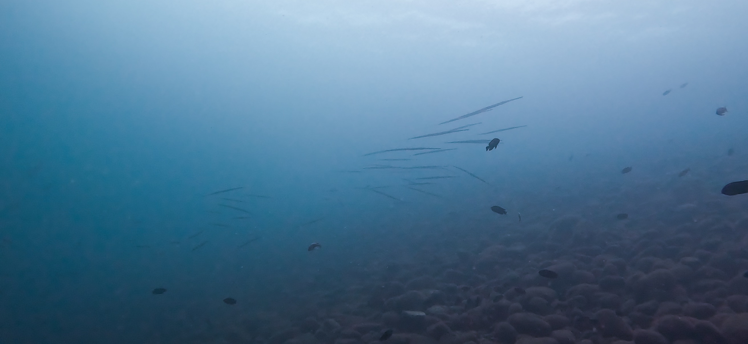 大瀬崎 ( Osezaki ) でダイビング 20251013