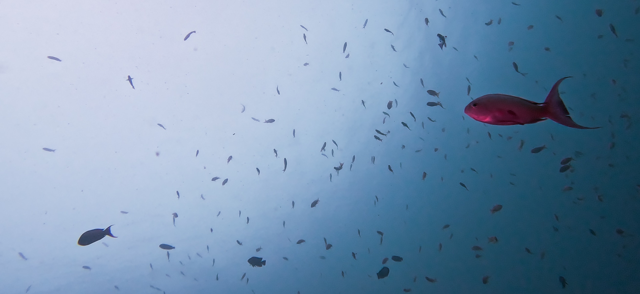 大瀬崎 ( Osezaki ) でダイビング 20251013