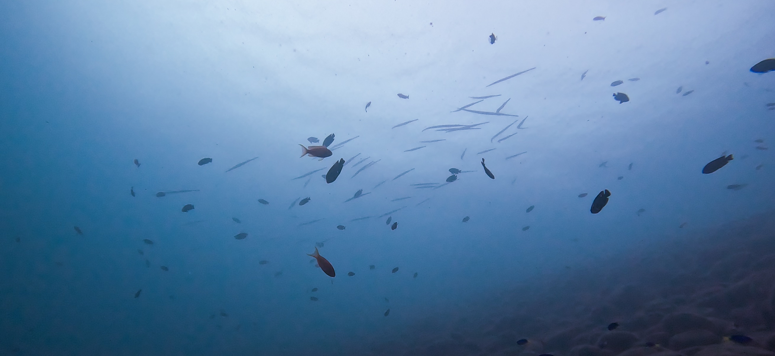 大瀬崎 ( Osezaki ) でダイビング 20251013