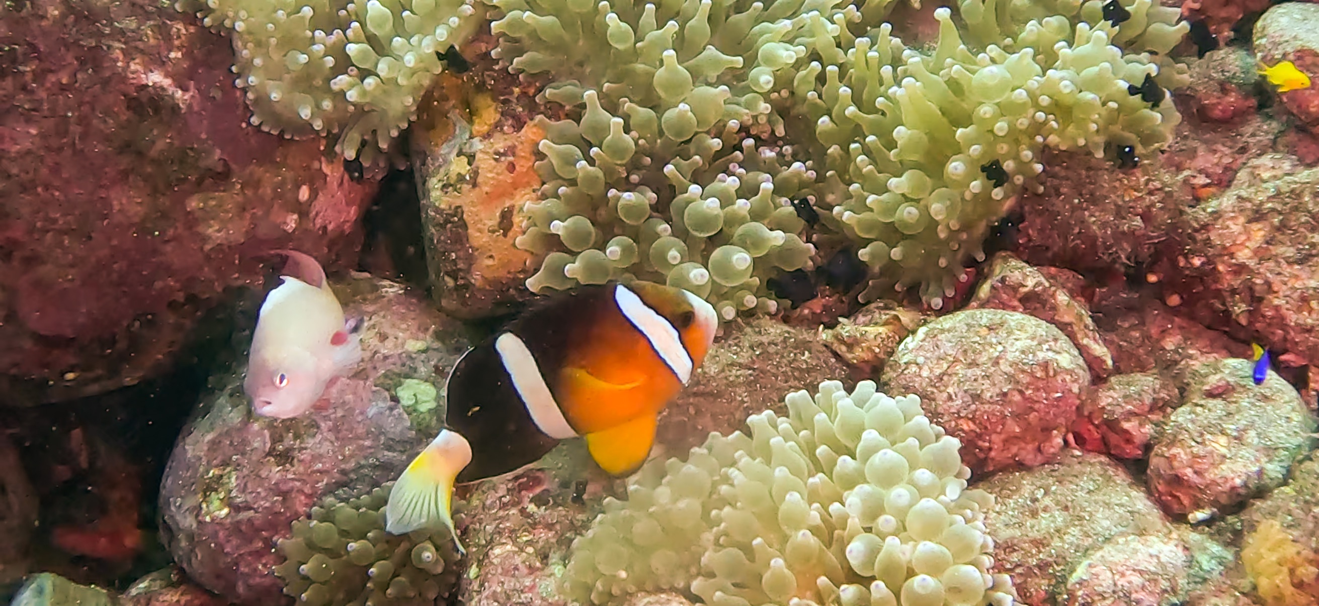 クマノミ 大瀬崎 ( Osezaki ) でダイビング 20251013