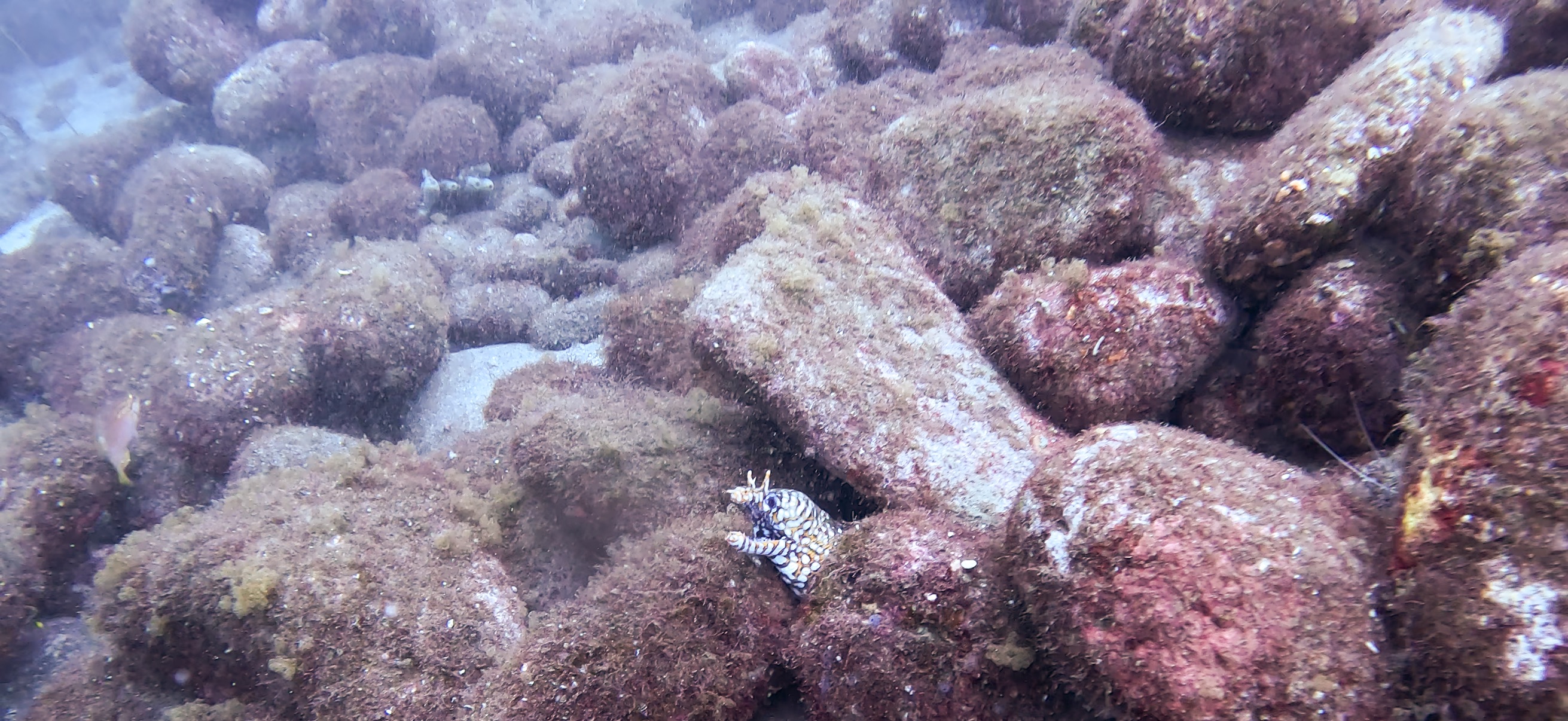 トラウツボ 大瀬崎 ( Osezaki ) でダイビング 20251013