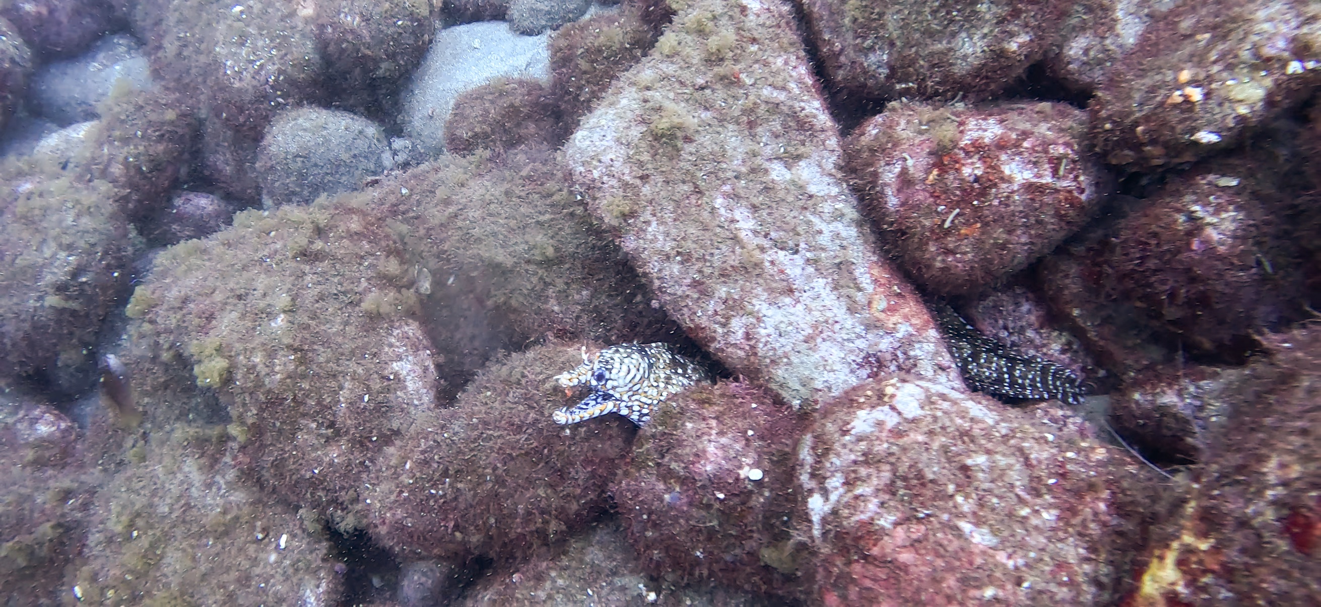 トラウツボ 大瀬崎 ( Osezaki ) でダイビング 20251013