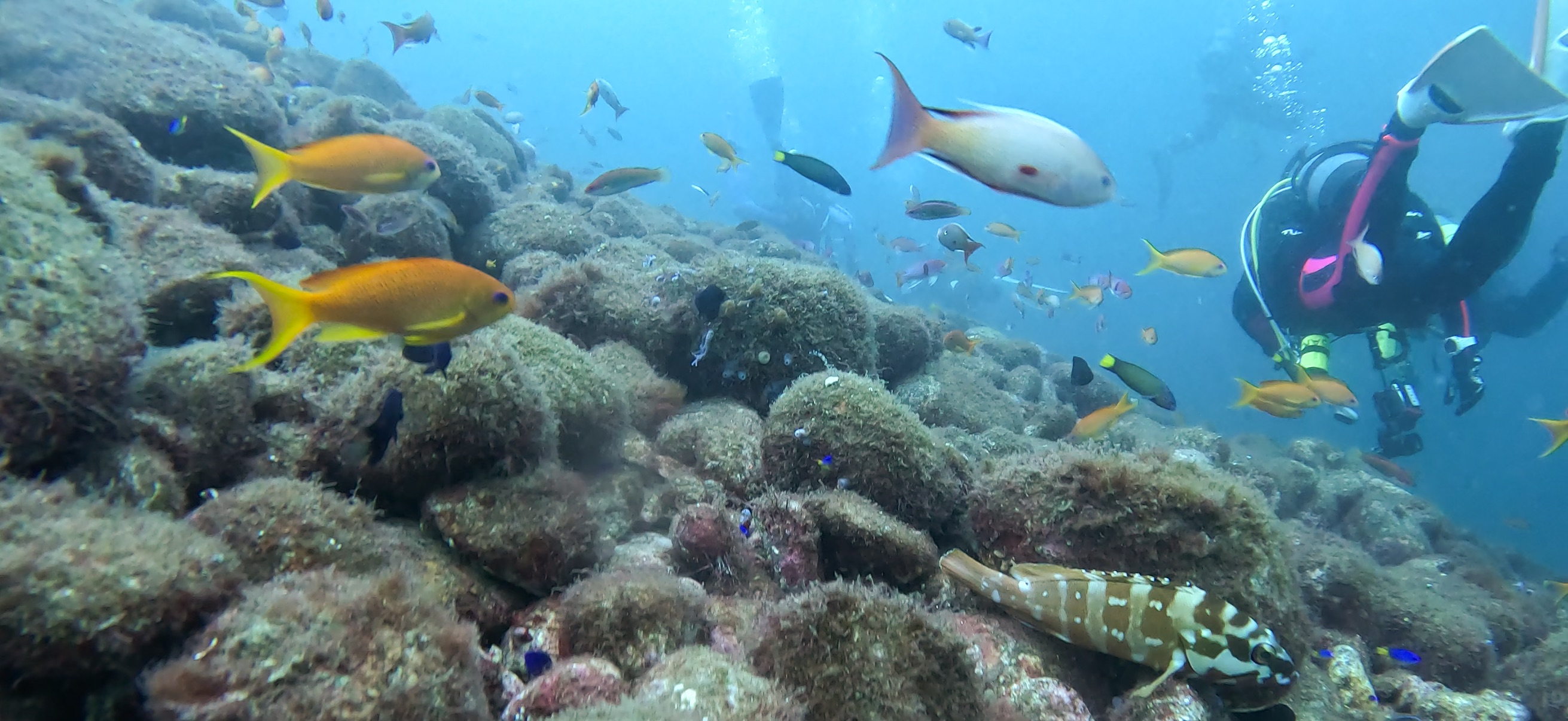 先端 大瀬崎 ( Osezaki ) でダイビング 20251013