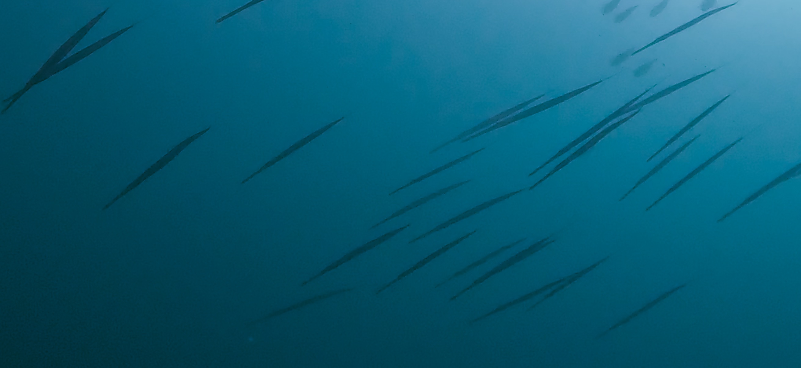 先端 大瀬崎 ( Osezaki ) でダイビング 20251013