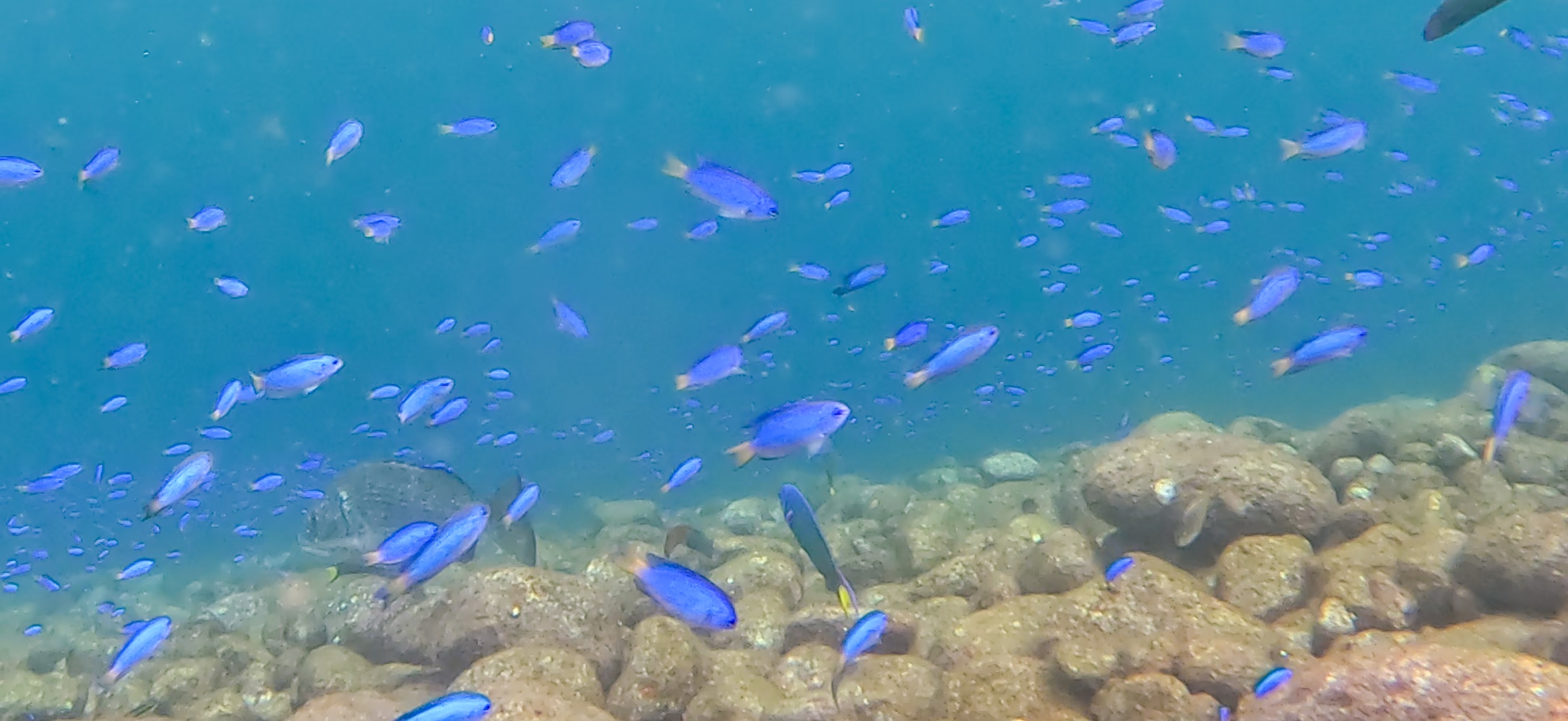 ソラスズメダイ 大瀬崎 ( Osezaki ) でダイビング 20251013