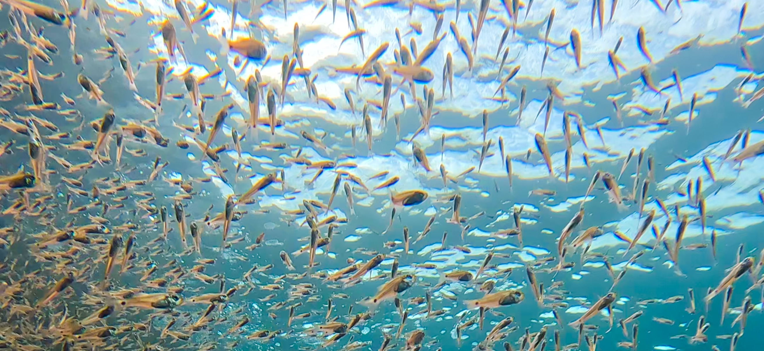 黄金崎ドーム 黄金崎 ( Koganezaki ) でダイビング 20251108