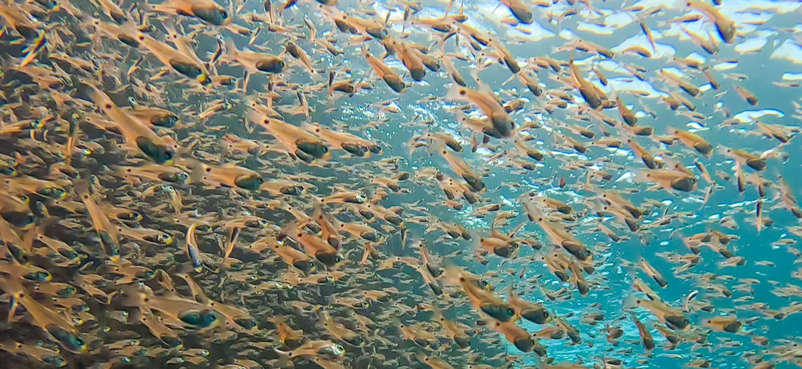 黄金崎ドーム 黄金崎 ( Koganezaki ) でダイビング 20251108