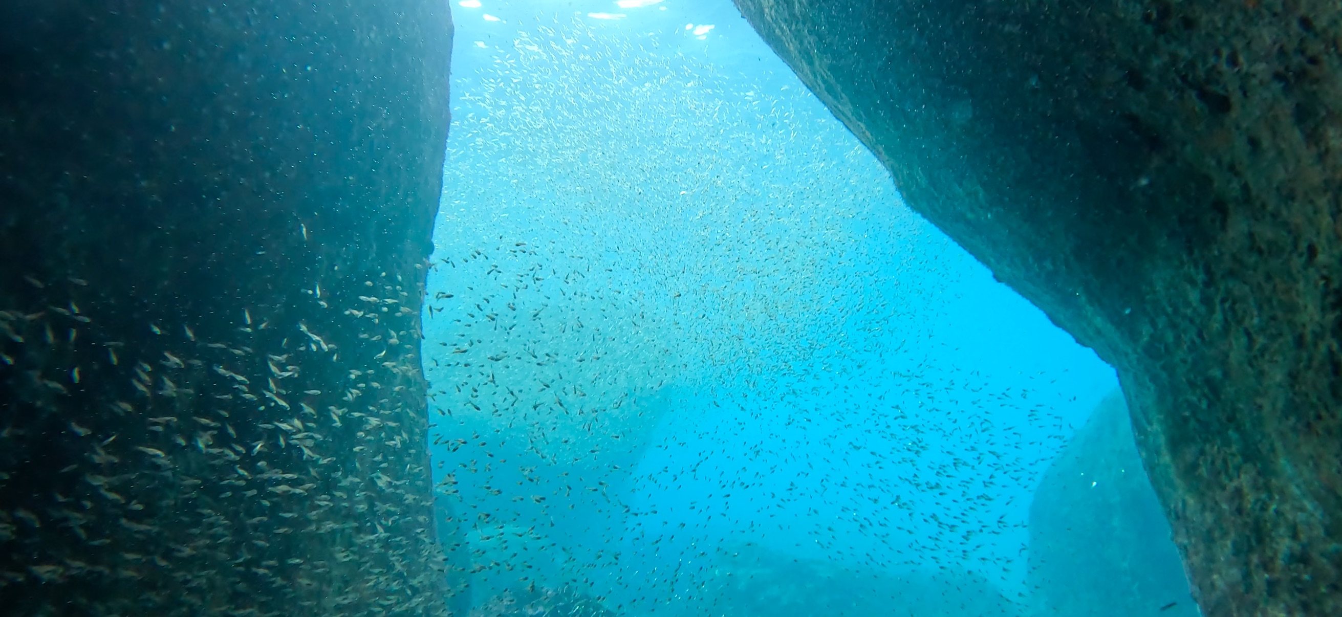 黄金崎ドーム 黄金崎 ( Koganezaki ) でダイビング 20251108